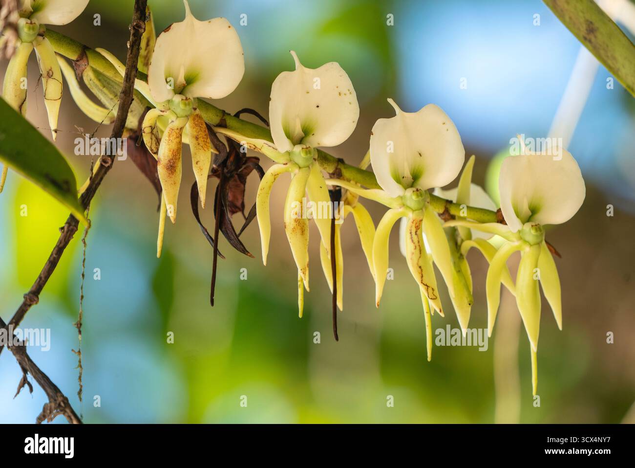 Gros plan de l’emblématique orchidée de la comète (Angraecum sesquipedale) en fleurs, péninsule de Masoala, Madagascar — célèbre pour avoir inspiré la prédiction de Darwin d’un M. Banque D'Images