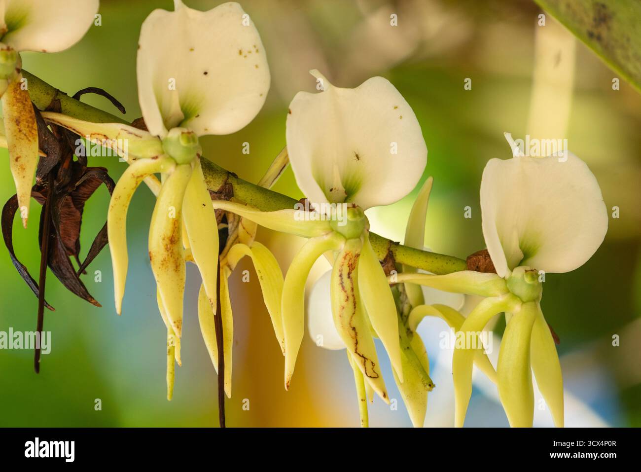 Gros plan de l’emblématique orchidée de la comète (Angraecum sesquipedale) en fleurs, péninsule de Masoala, Madagascar — célèbre pour avoir inspiré la prédiction de Darwin d’un M. Banque D'Images