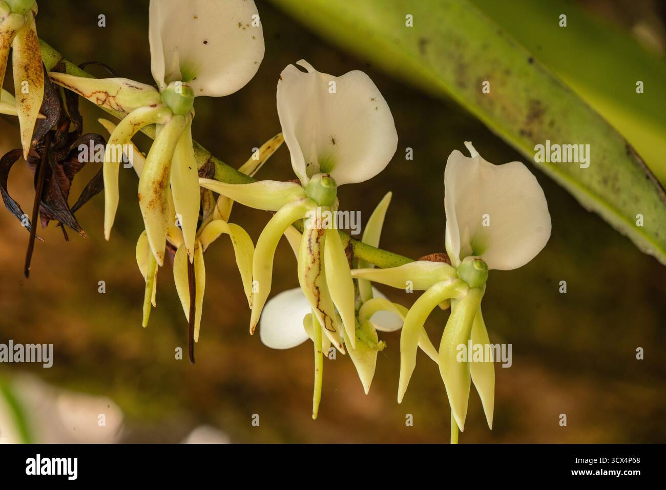 Gros plan de l’emblématique orchidée de la comète (Angraecum sesquipedale) en fleurs, péninsule de Masoala, Madagascar — célèbre pour avoir inspiré la prédiction de Darwin d’un M. Banque D'Images
