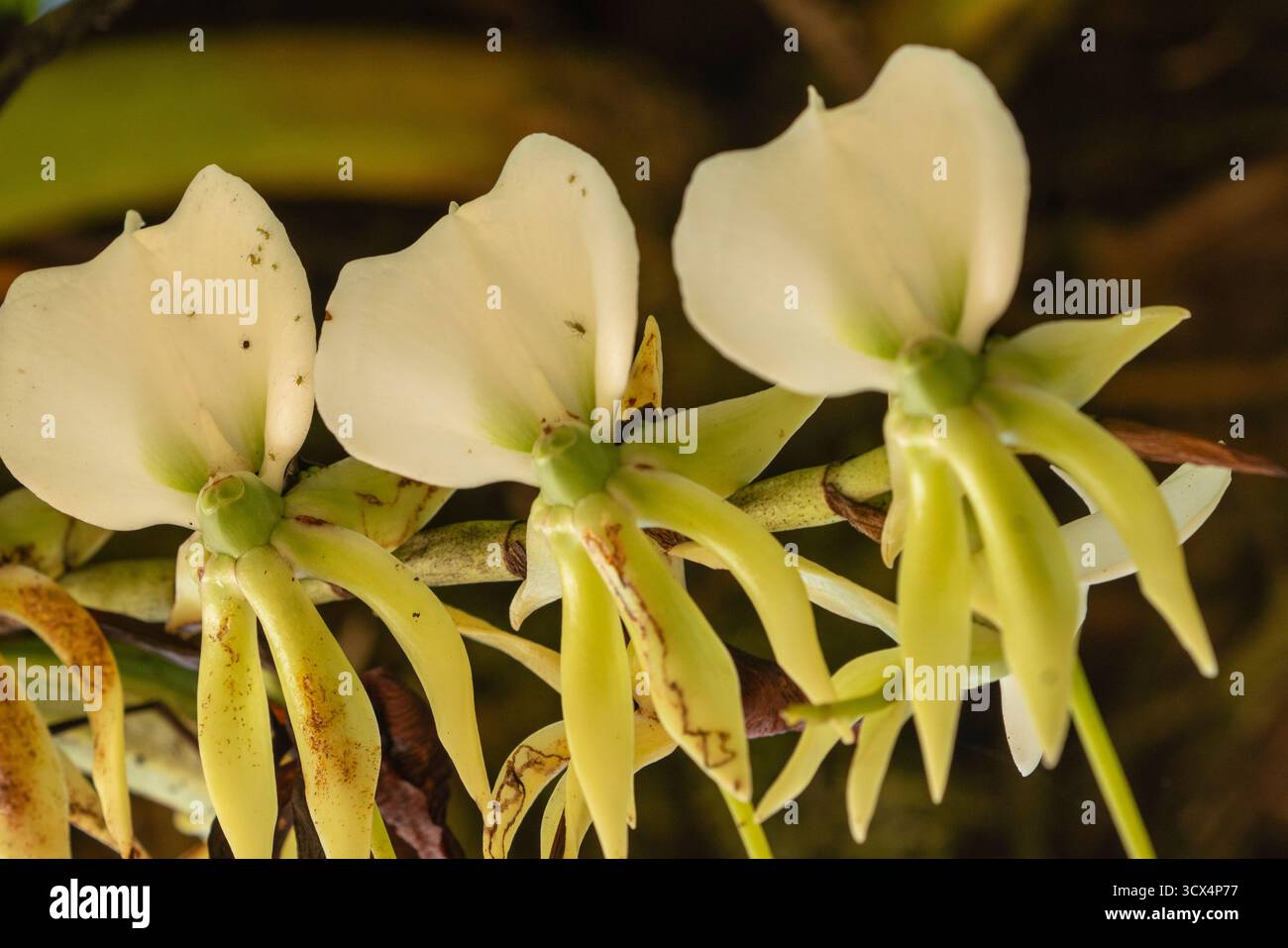 Gros plan de l’emblématique orchidée de la comète (Angraecum sesquipedale) en fleurs, péninsule de Masoala, Madagascar — célèbre pour avoir inspiré la prédiction de Darwin d’un M. Banque D'Images