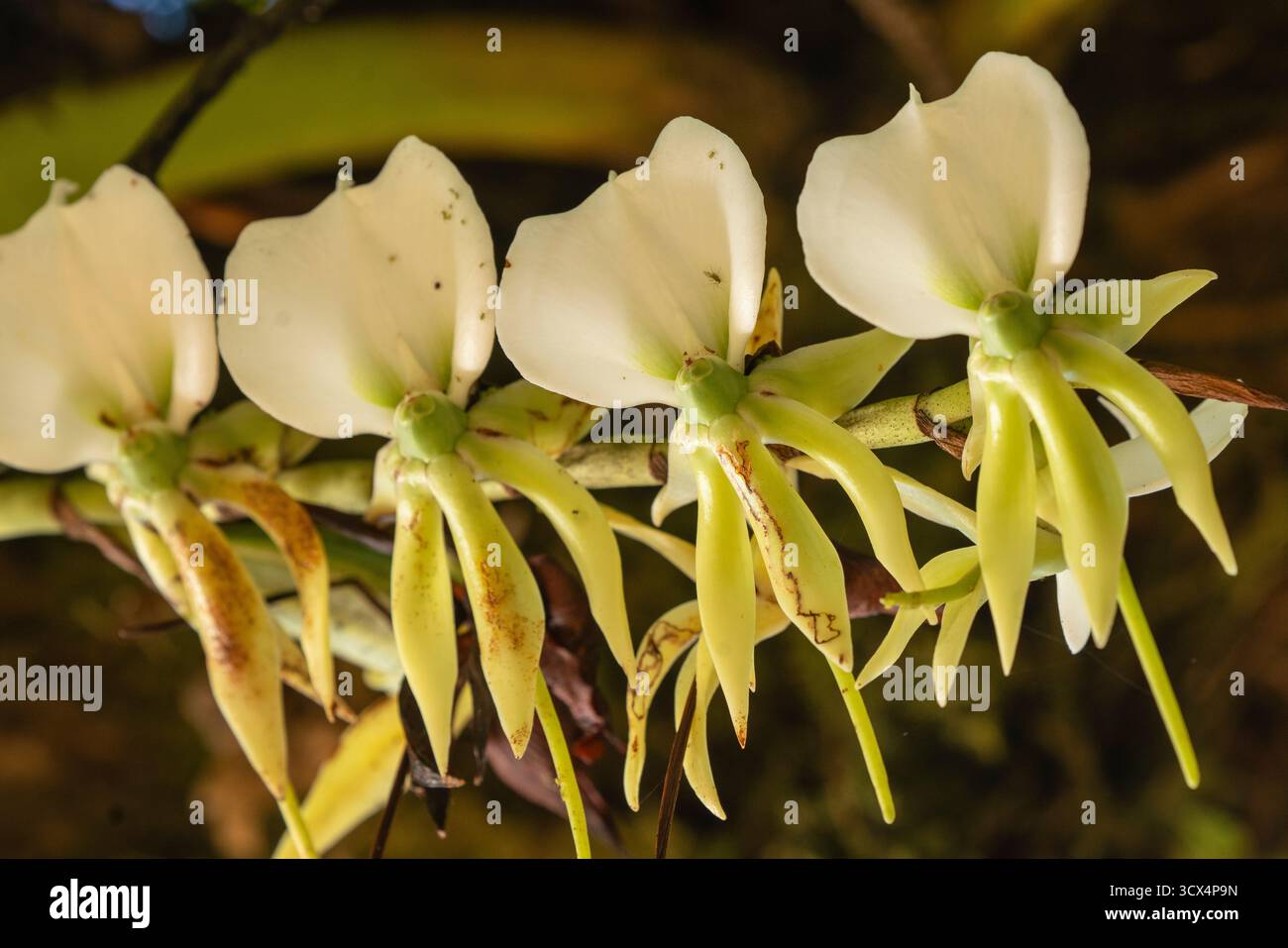 Gros plan de l’emblématique orchidée de la comète (Angraecum sesquipedale) en fleurs, péninsule de Masoala, Madagascar — célèbre pour avoir inspiré la prédiction de Darwin d’un M. Banque D'Images