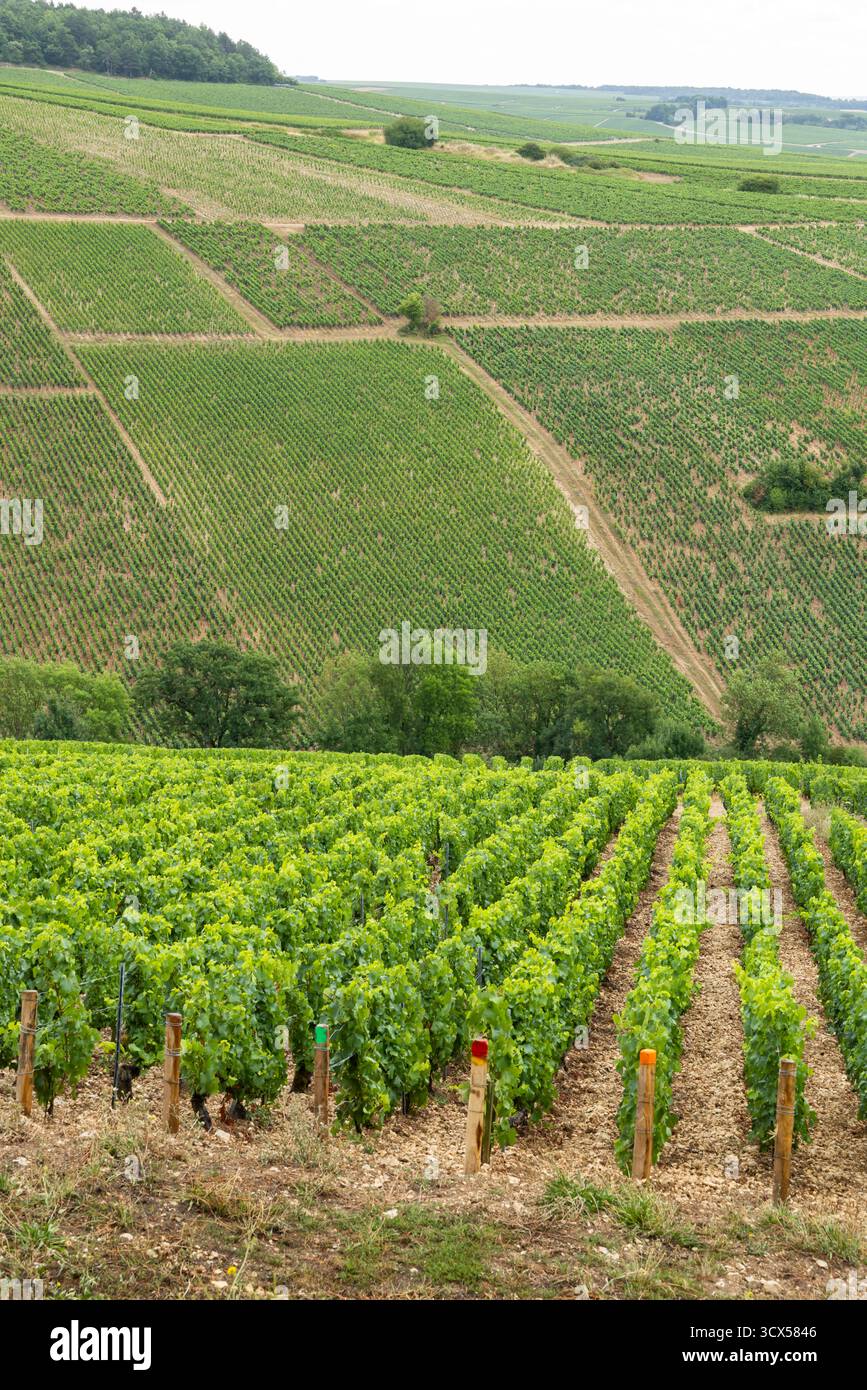 Collines couvertes de rangées soignées de vignes dans la région viticole de Chablis Banque D'Images Collines couvertes de rangées soignées de vignes dans la région viticole de Chablis Banque D'Images