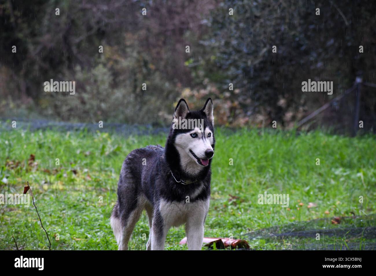 Beau Husky sibérien avec des yeux bleus perçants debout dans un champ vert pendant une pluie légère. Portrait d'un chien de race pure alerte et majestueux en natu Banque D'Images