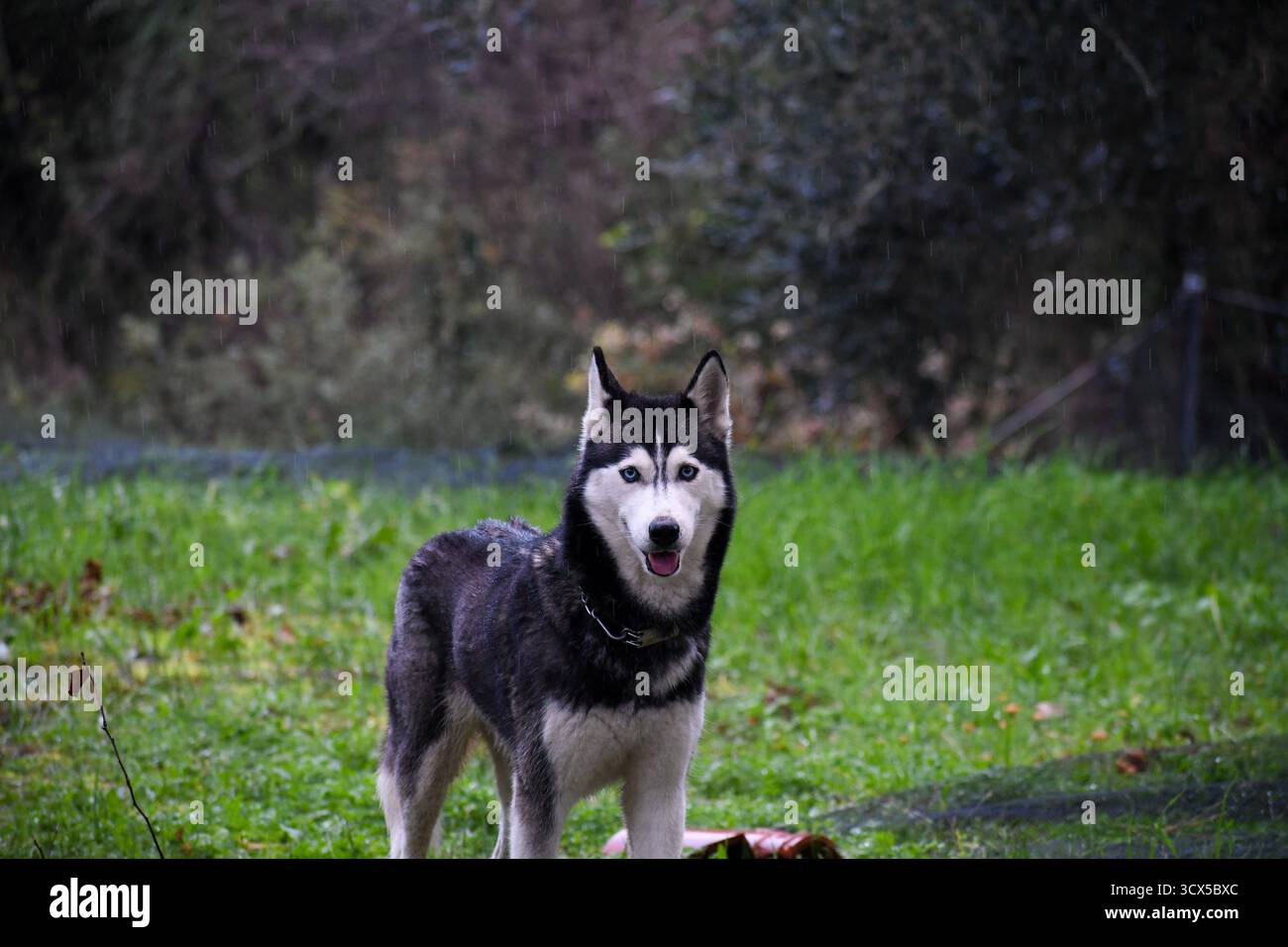 Portrait d'un Husky sibérien heureux avec de beaux yeux bleus regardant la caméra debout sous la pluie. Adorable chien de race pure appréciant l'outdo Banque D'Images