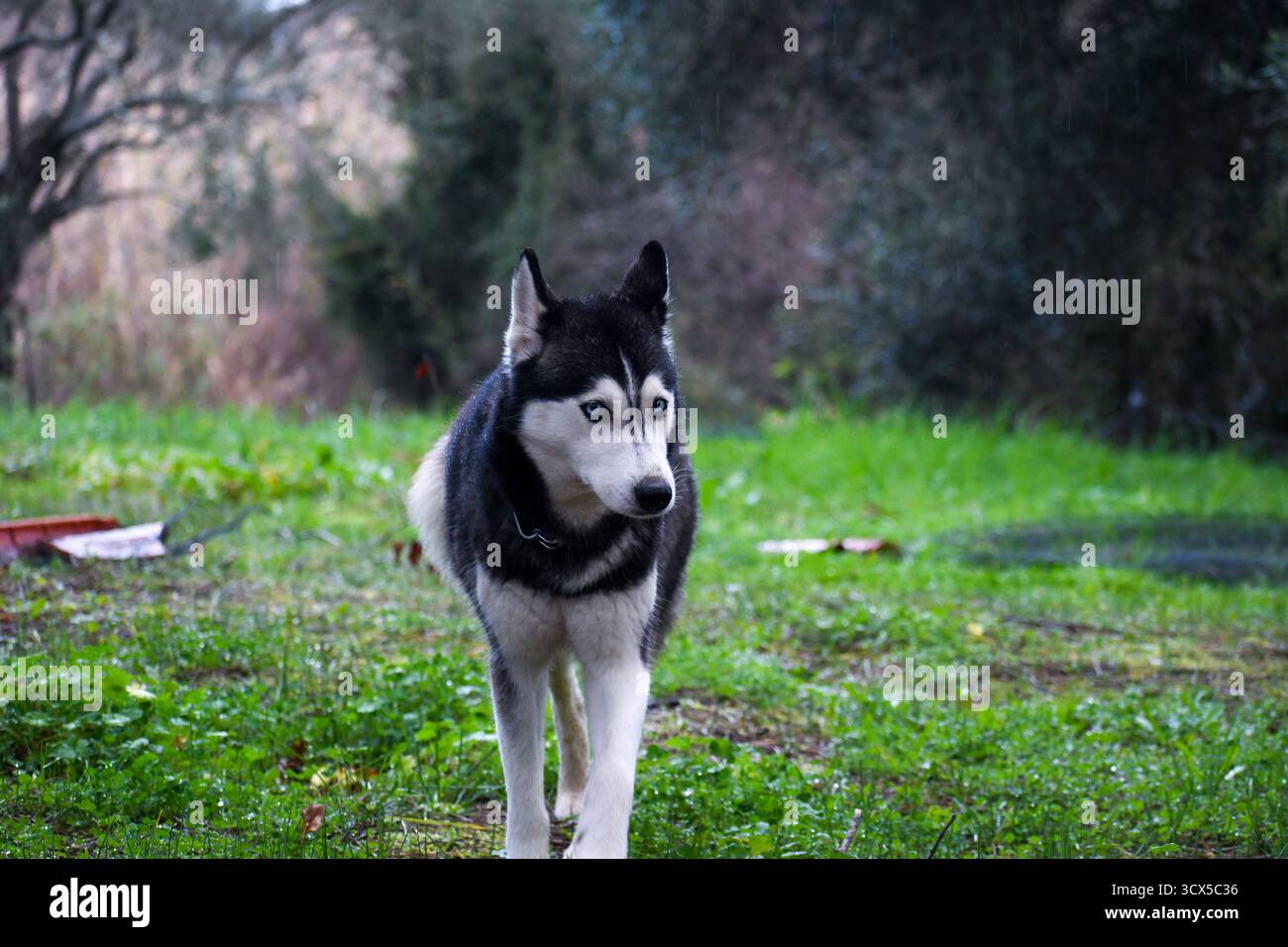 Majestueux Husky sibérien aux yeux bleus frappants marchant à travers une prairie verte humide. Portrait d'un beau chien de race pure en promenade dans la campagne, Banque D'Images