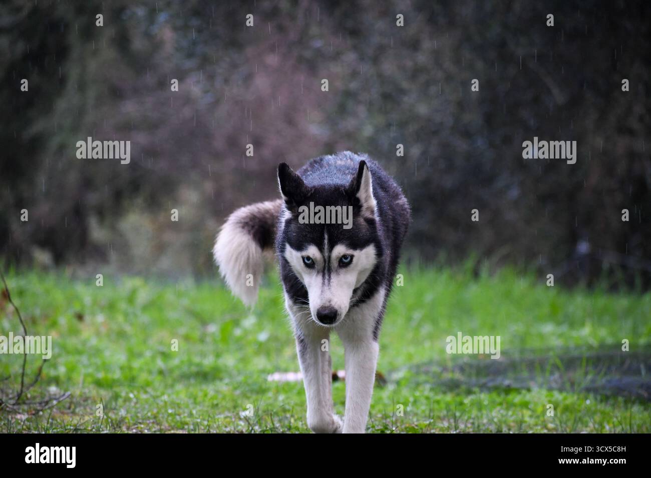 Un Husky sibérien intense aux yeux bleus perçants marche vers la caméra à travers un champ vert humide. Portrait dynamique d'un beau loup-Li de race pure Banque D'Images