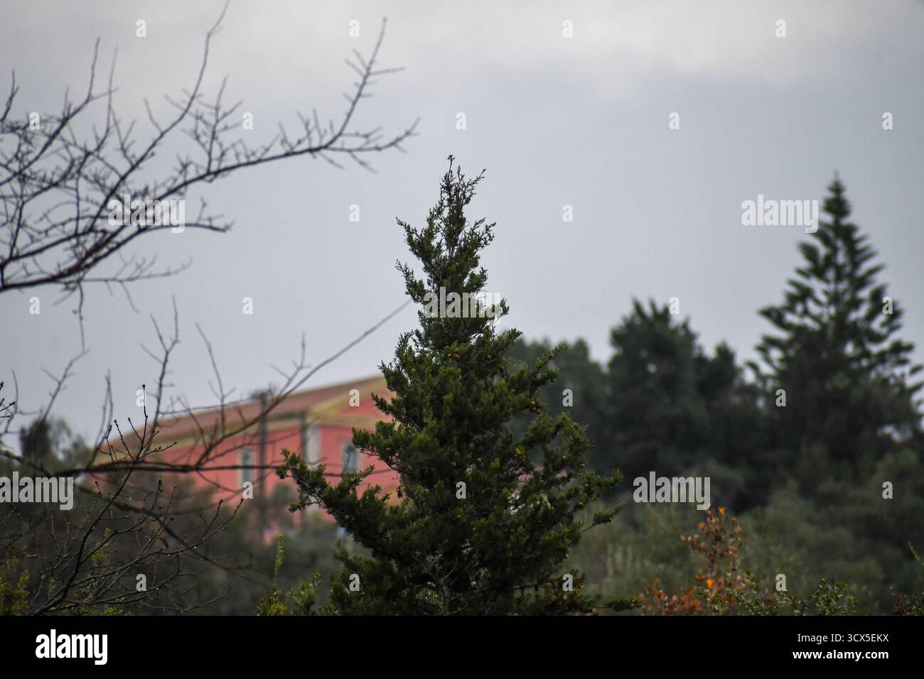 Un grand cyprès vert se dresse contre un ciel couvert dans la campagne grecque. Un paysage d'automne serein et sombre avec un bâtiment rouge rustique en t Banque D'Images