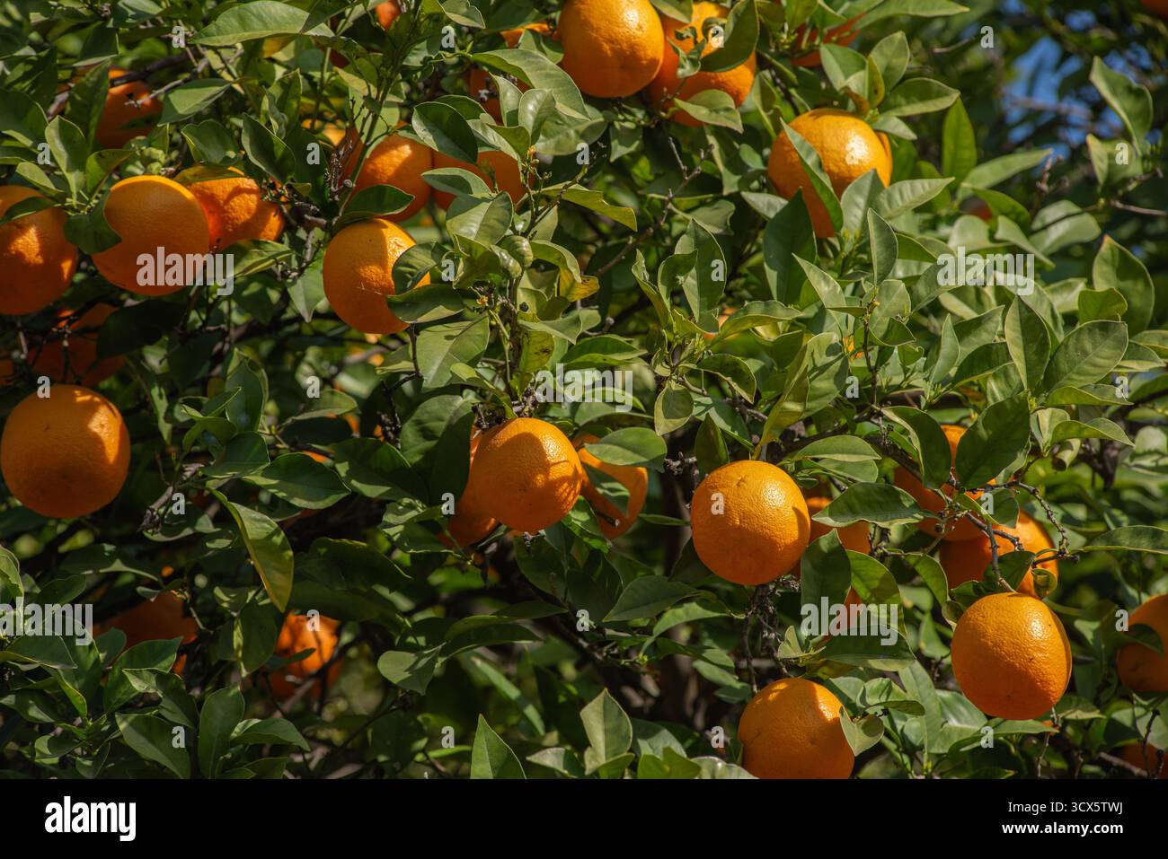 Gros plan d'oranges accrochées à un arbre dans le sud de l'Espagne Banque D'Images