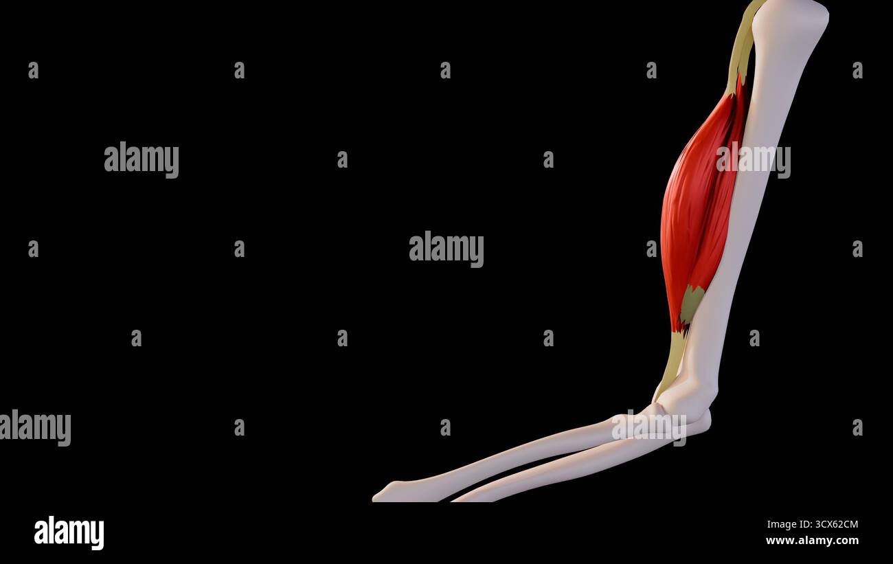 Une image d'illustration 3D du muscle biceps contracté, montrant la contraction musculaire pendant la flexion du bras. avec fond bleu, blanc, noir. Banque D'Images
