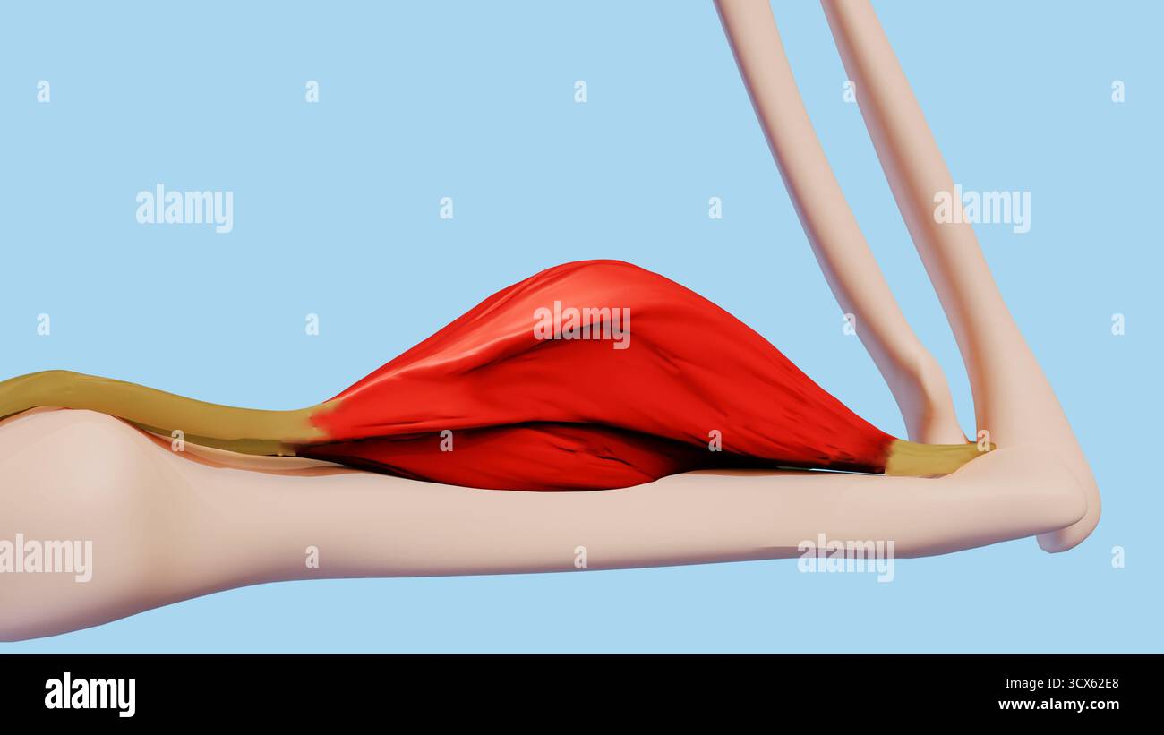 Une image d'illustration 3D du muscle biceps contracté, montrant la contraction musculaire pendant la flexion du bras. avec fond bleu, blanc, noir. Banque D'Images