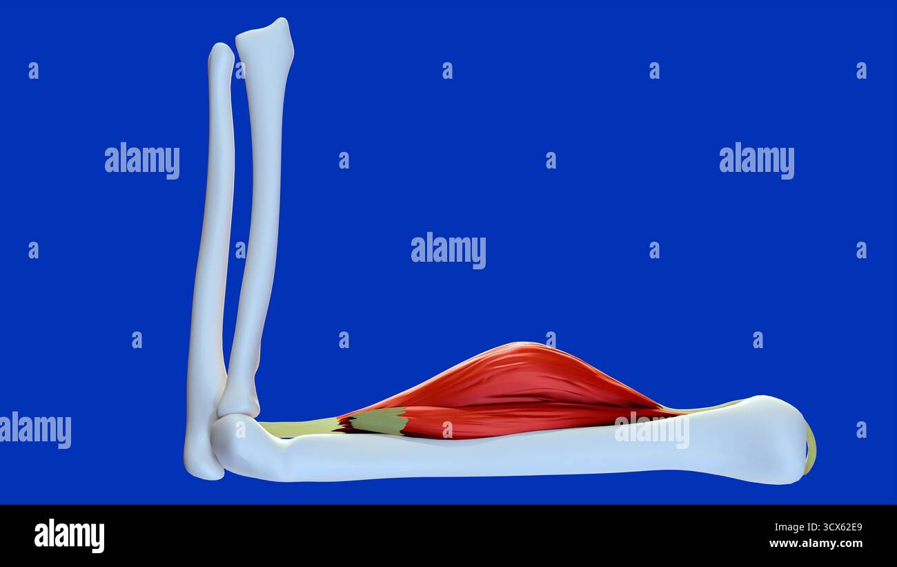 Une image d'illustration 3D du muscle biceps contracté, montrant la contraction musculaire pendant la flexion du bras. avec fond bleu, blanc, noir. Banque D'Images