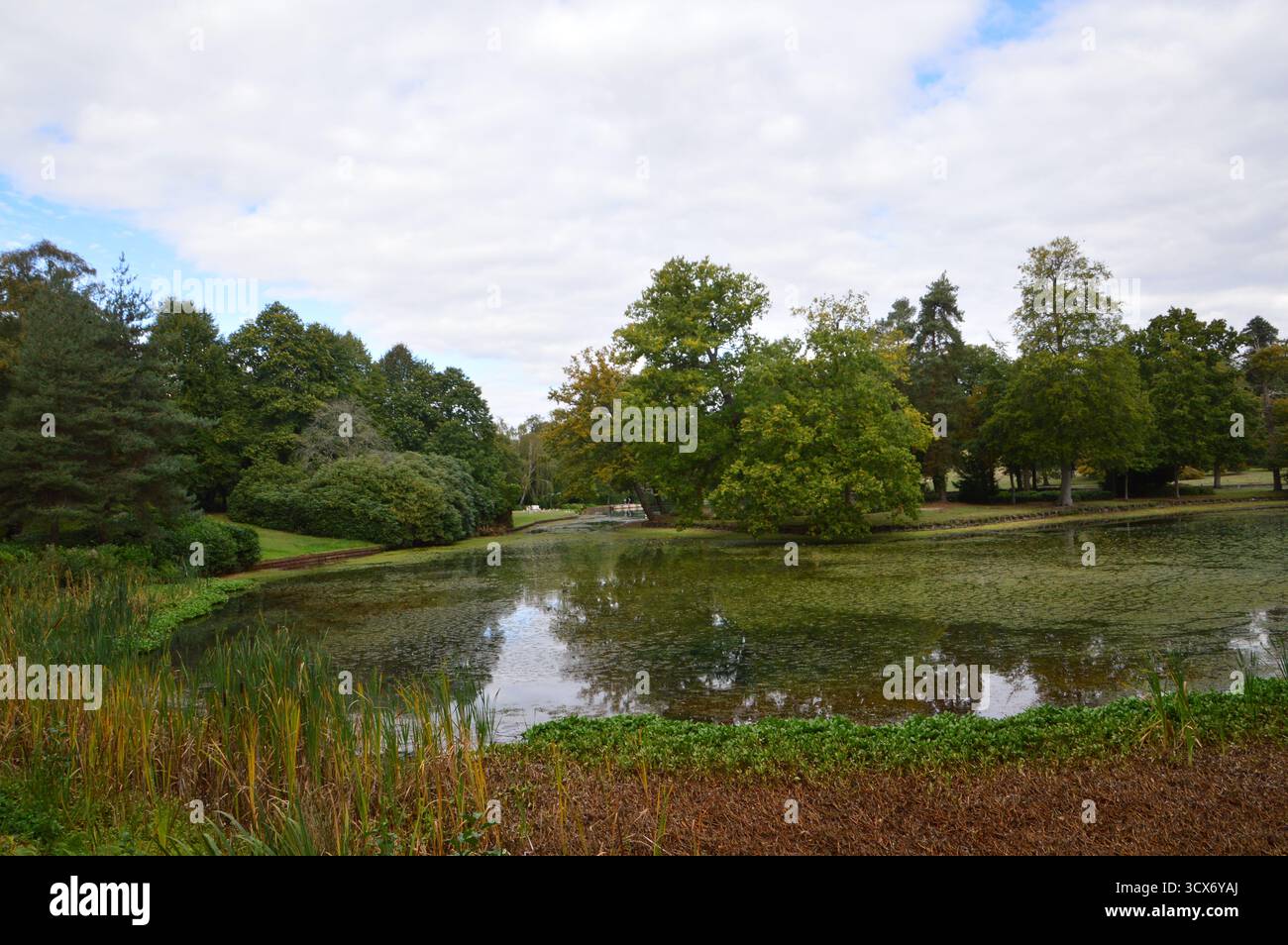 Étang tranquille entouré de verdure luxuriante au Claremont Landscape Garden, Surrey, Angleterre, en septembre. Reflets d'arbres sur l'eau calme. Banque D'Images