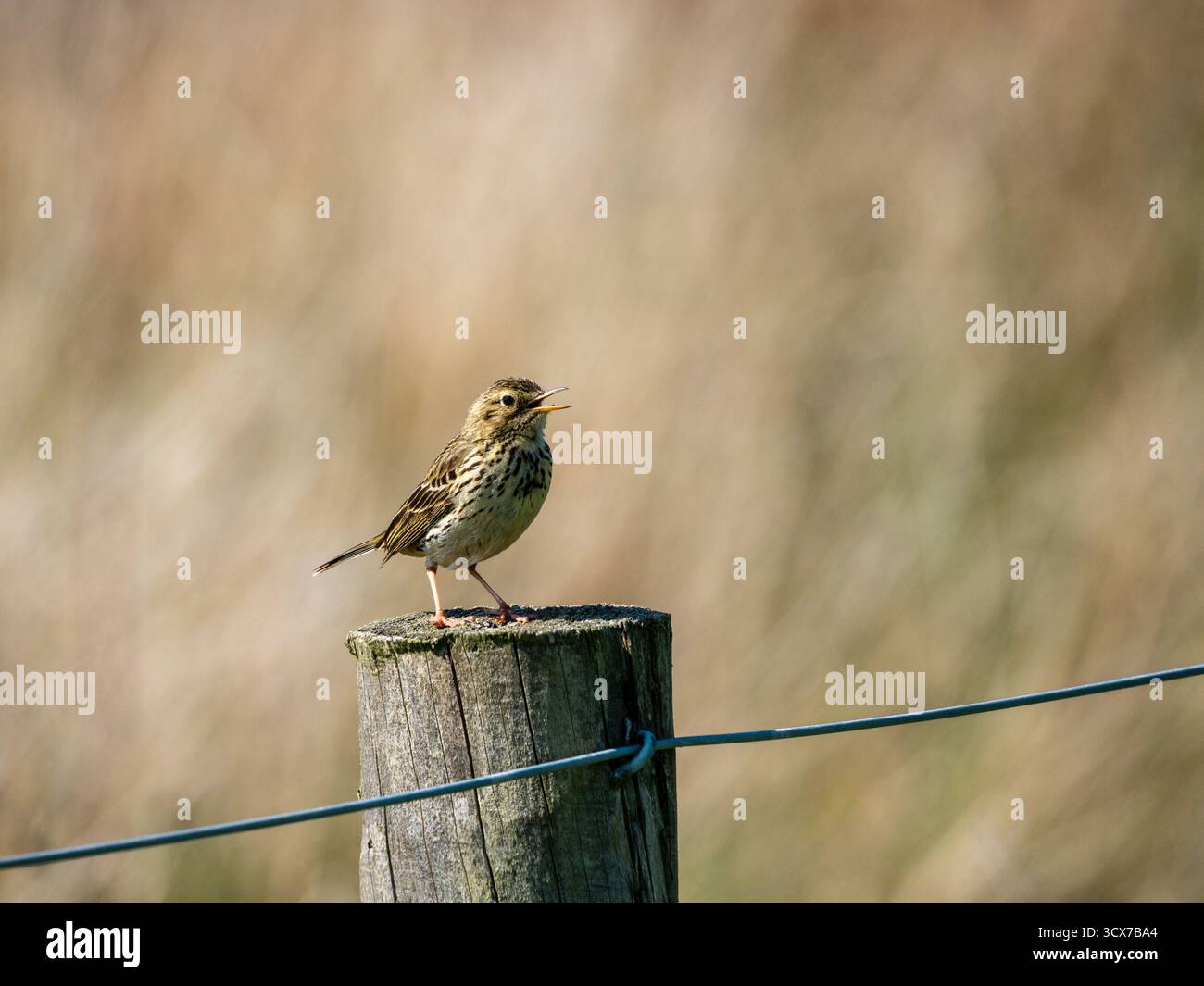 Happy, Singing Bird, Fencepost, Burdon Plain, Comté de Durham, Meadow Pipit Banque D'Images