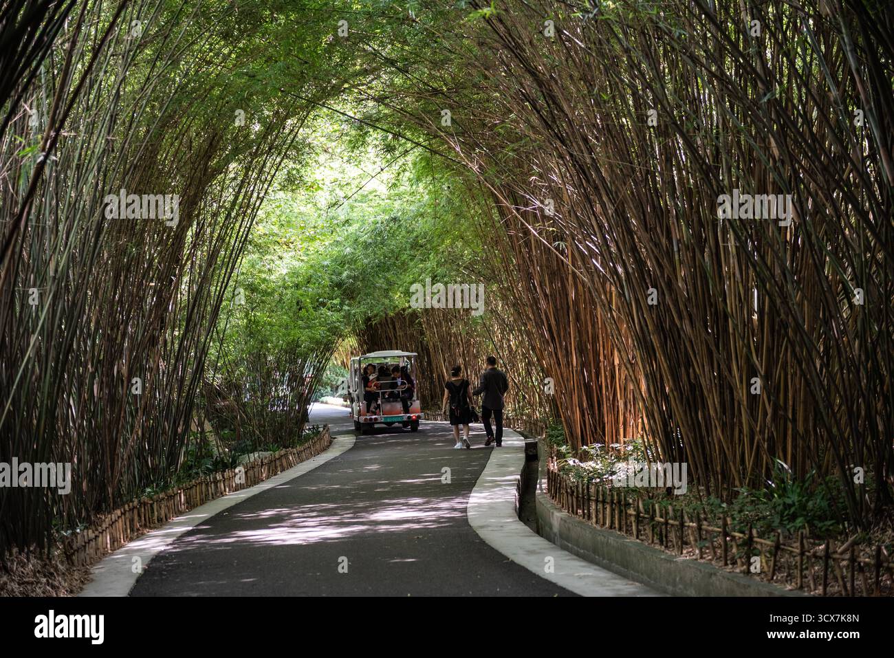 Chengdu, Chine - 28 septembre 2018 : navette et piétons sur un chemin bordé de bambous à la base de recherche de Chengdu sur l'élevage de panda géant. Banque D'Images
