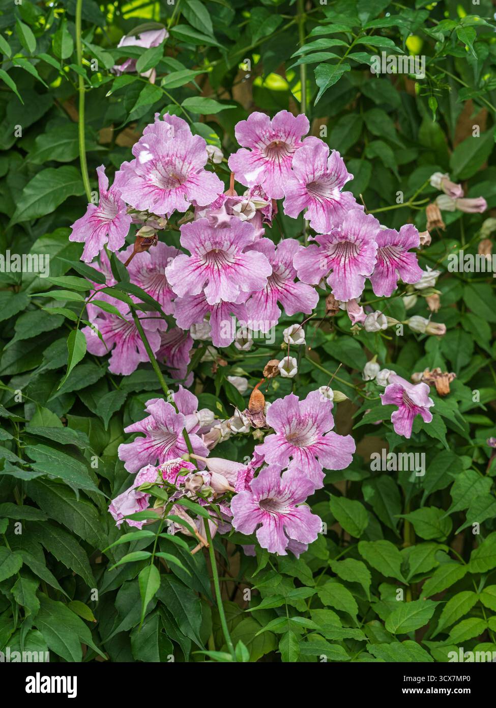 Gros plan vue verticale des fleurs fraîches de podranea ricasoliana rose et blanche aka trompette rose vigne sur fond de feuillage vert Banque D'Images
