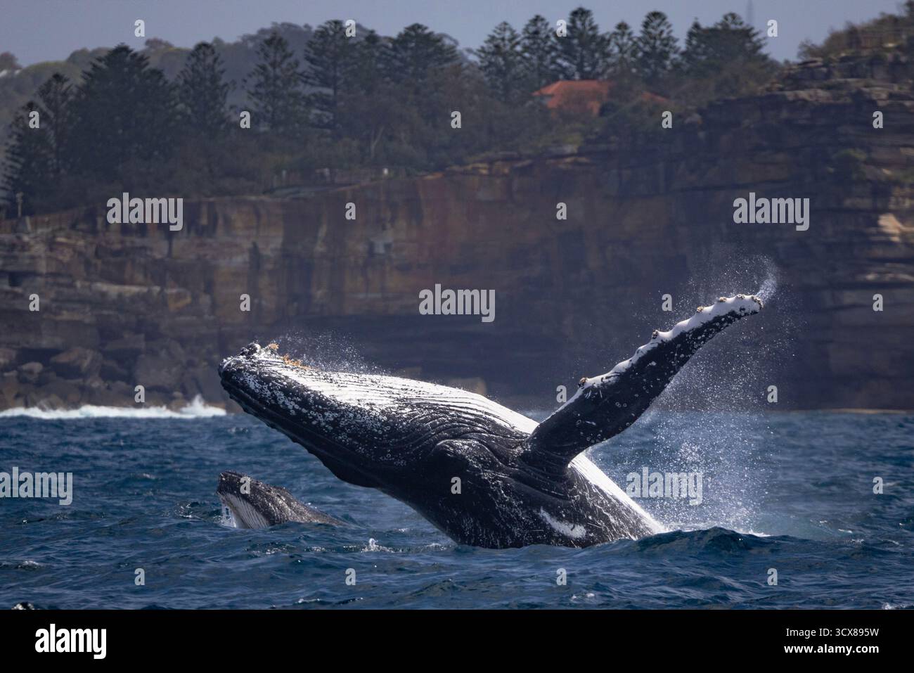Baleines à bosse mère et veau avec la mère brèches et fentes de tête de veau, Syndey, Australie sur la migration méridionale. Banque D'Images
