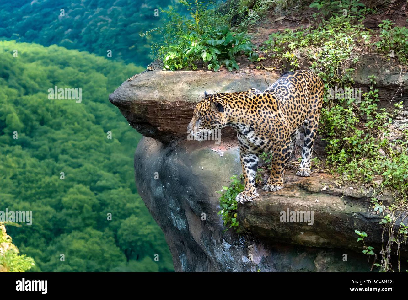 Léopard indochinois (Panthera pardus delacouri) observant les environs depuis le bord d'une colline rocheuse Banque D'Images