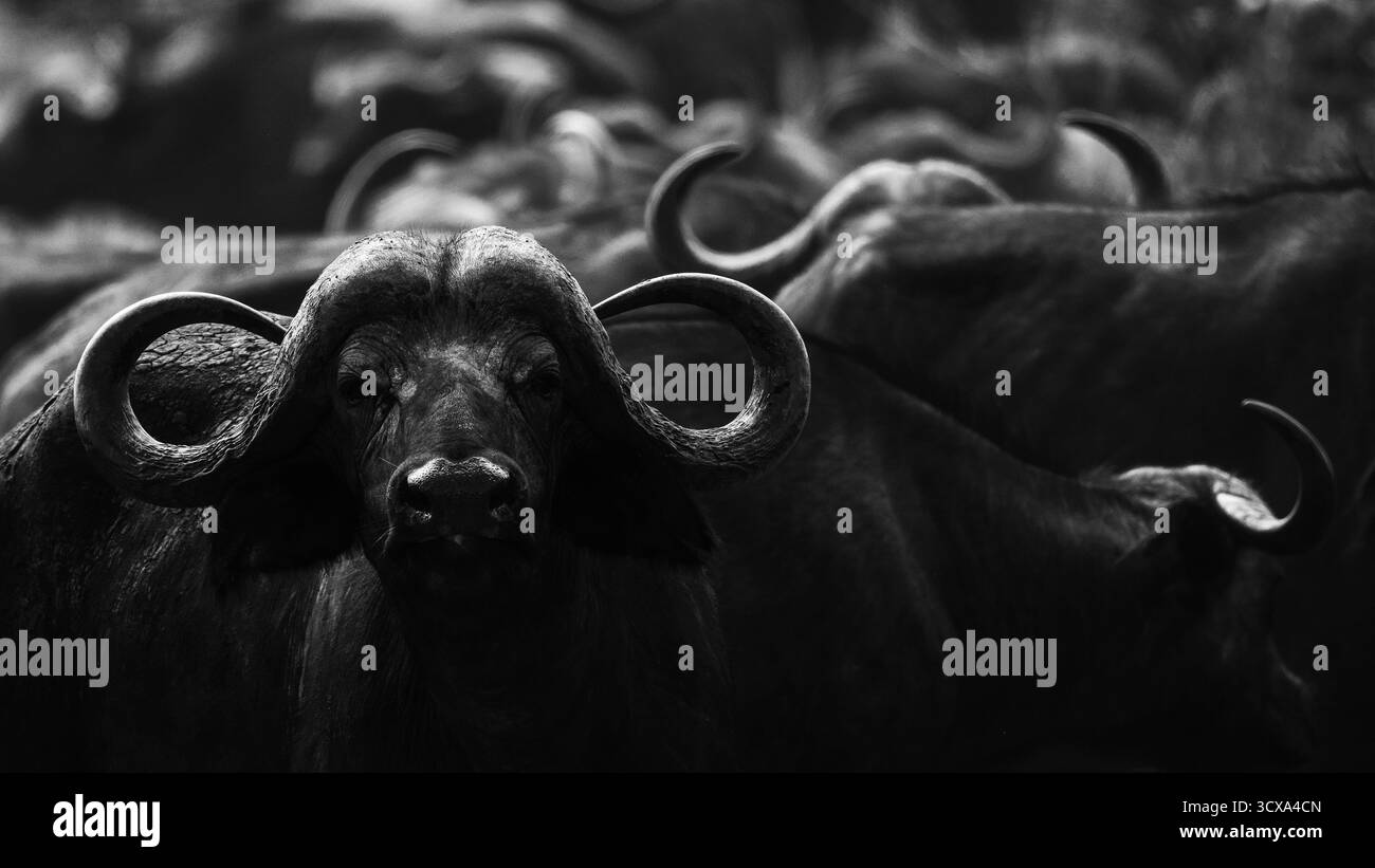 Photographie saisissante de la faune en noir et blanc mettant en scène des buffles africains en Tanzanie. Capturées lors d'un safari à travers les savanes, ces images d'art sh Banque D'Images Photographie saisissante de la faune en noir et blanc mettant en scène des buffles africains en Tanzanie. Capturées lors d'un safari à travers les savanes, ces images d'art sh Banque D'Images