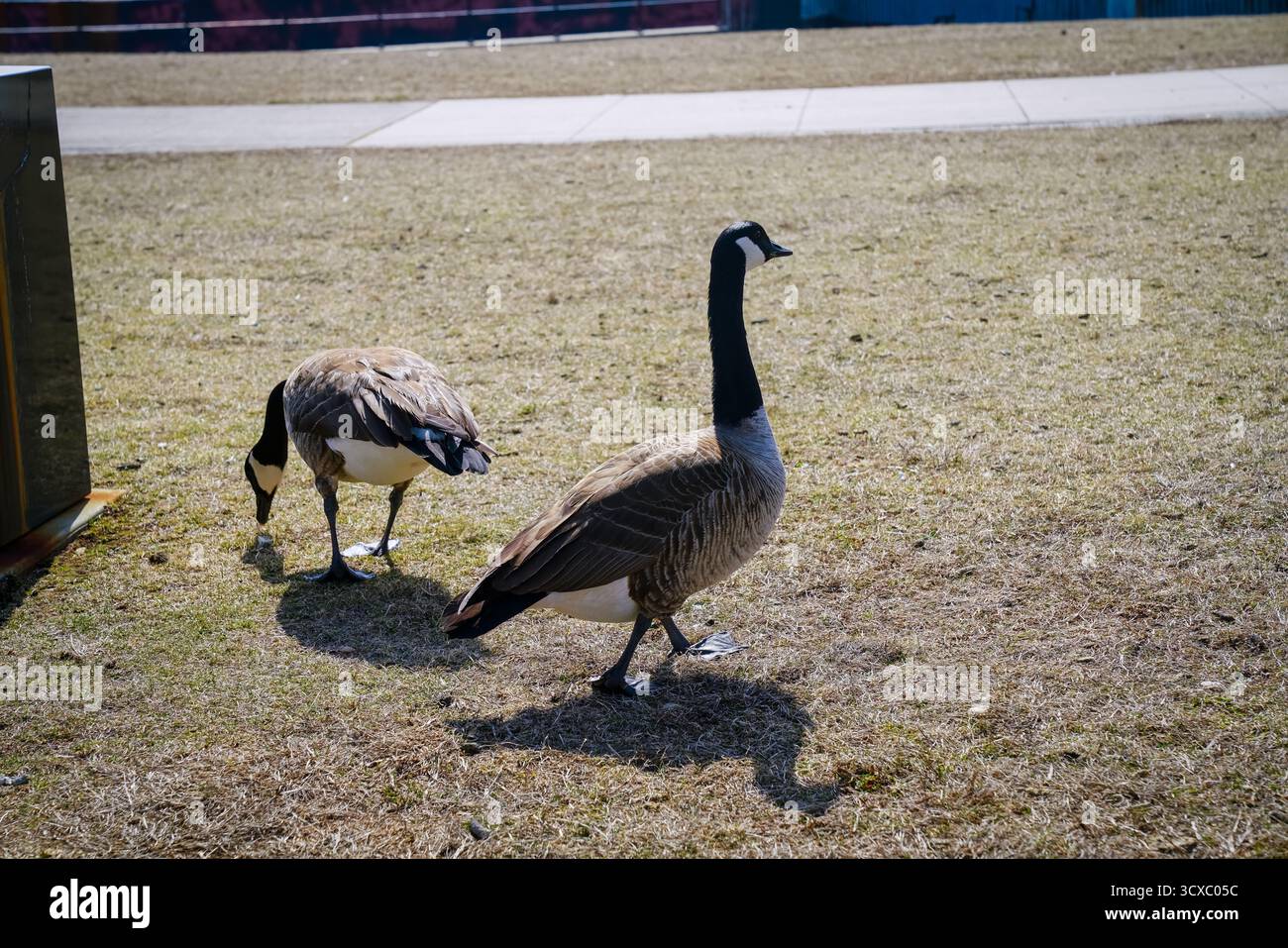 Deux Oies du Canada explorent et paissent sur de l'herbe ensoleillée près d'une base de monument métallique, Banque D'Images