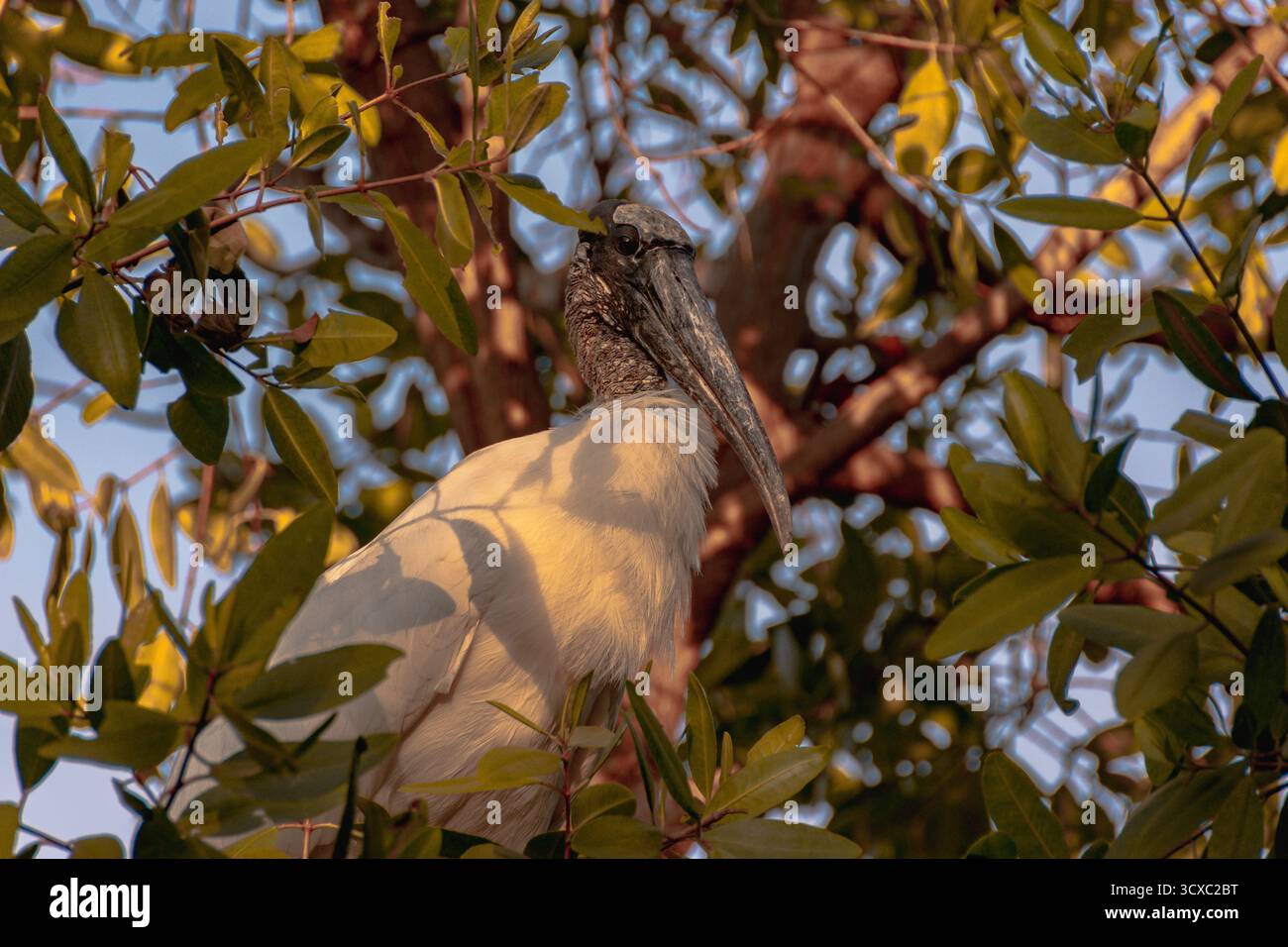 Un bec de cuillère rosé se dresse à l'intérieur d'un enclos à Playa Linda à Ixtapa, au Mexique, illuminé par la lumière chaude du coucher du soleil. Banque D'Images