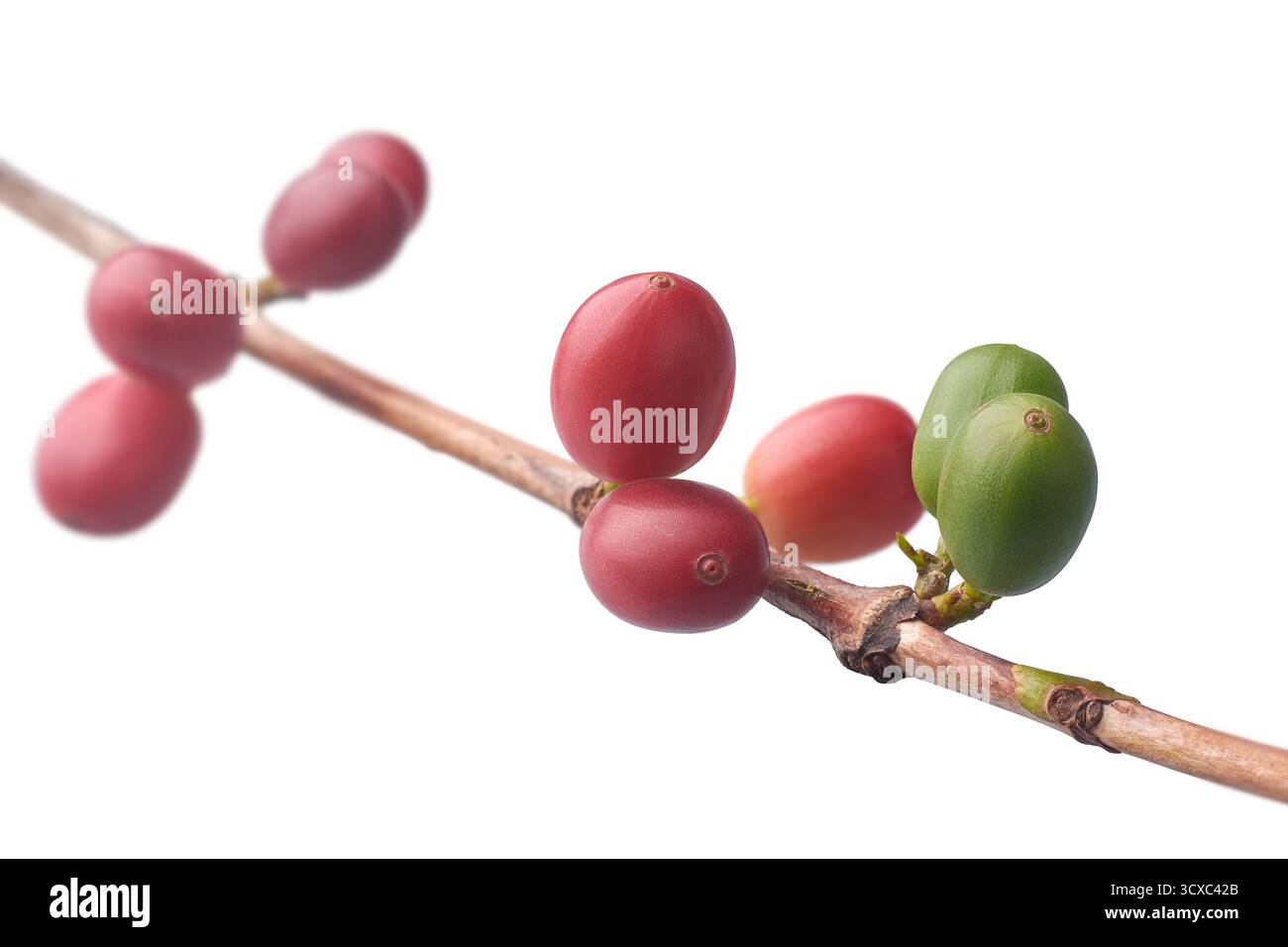 gros plan de branche de café avec des cerises rouges et vertes, différents stades de maturité, fond blanc isolé, flou, concepts de récolte de café Banque D'Images