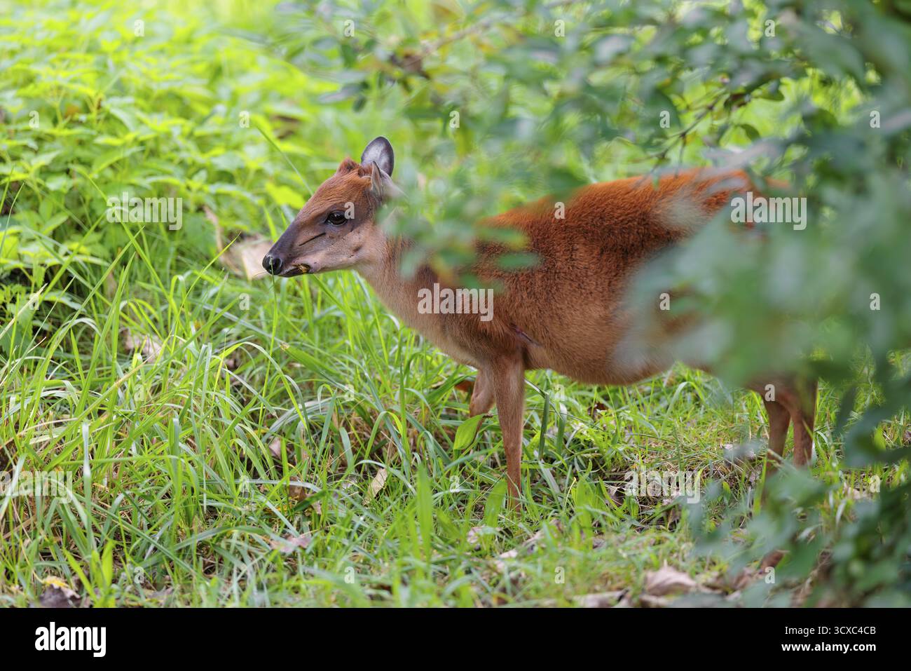 Une femelle Duiker de la Forêt Rouge (Cephalophus natalensis) se dresse dans un pré vert, mangeant de l'herbe et des herbes. Afrique du Sud-est Banque D'Images