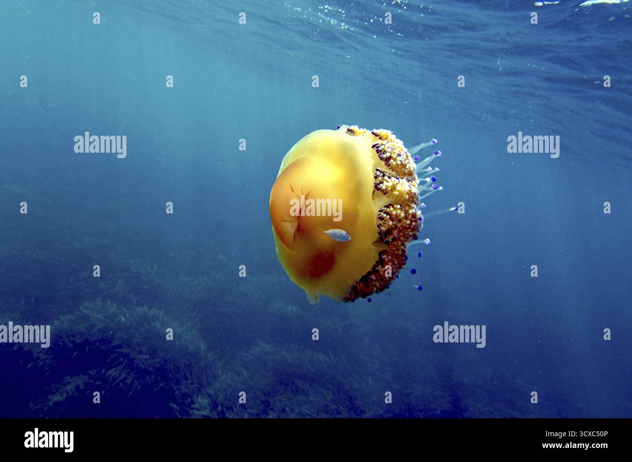 Un petit poisson vit en symbiose avec une gelée d'oeufs frits (Cotylorhiza tuberculata), majorque, baléares, espagne Banque D'Images