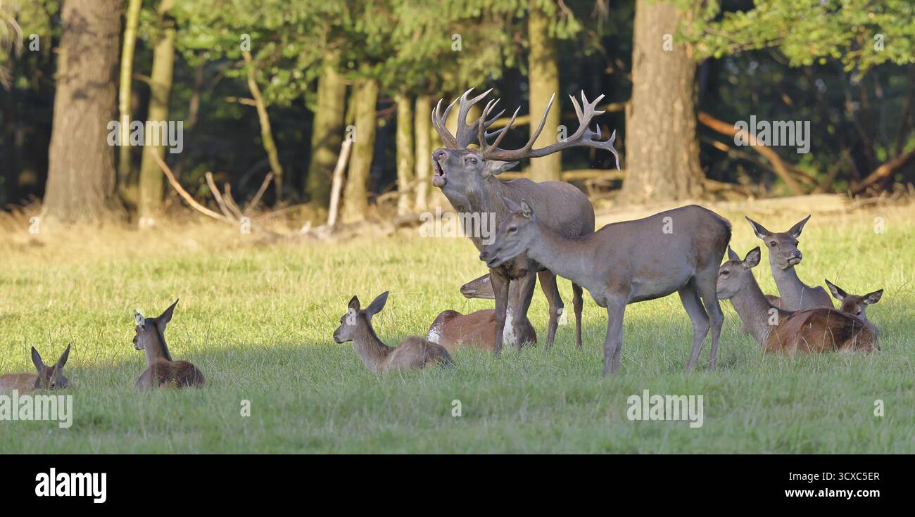 Cerf roux (Cervus elaphus) en saison d'ornithage, cerf matrimonial rugissant avec des haies dans une clairière forestière, portrait d'animaux, faune, automne, Sauerland, Nord Banque D'Images