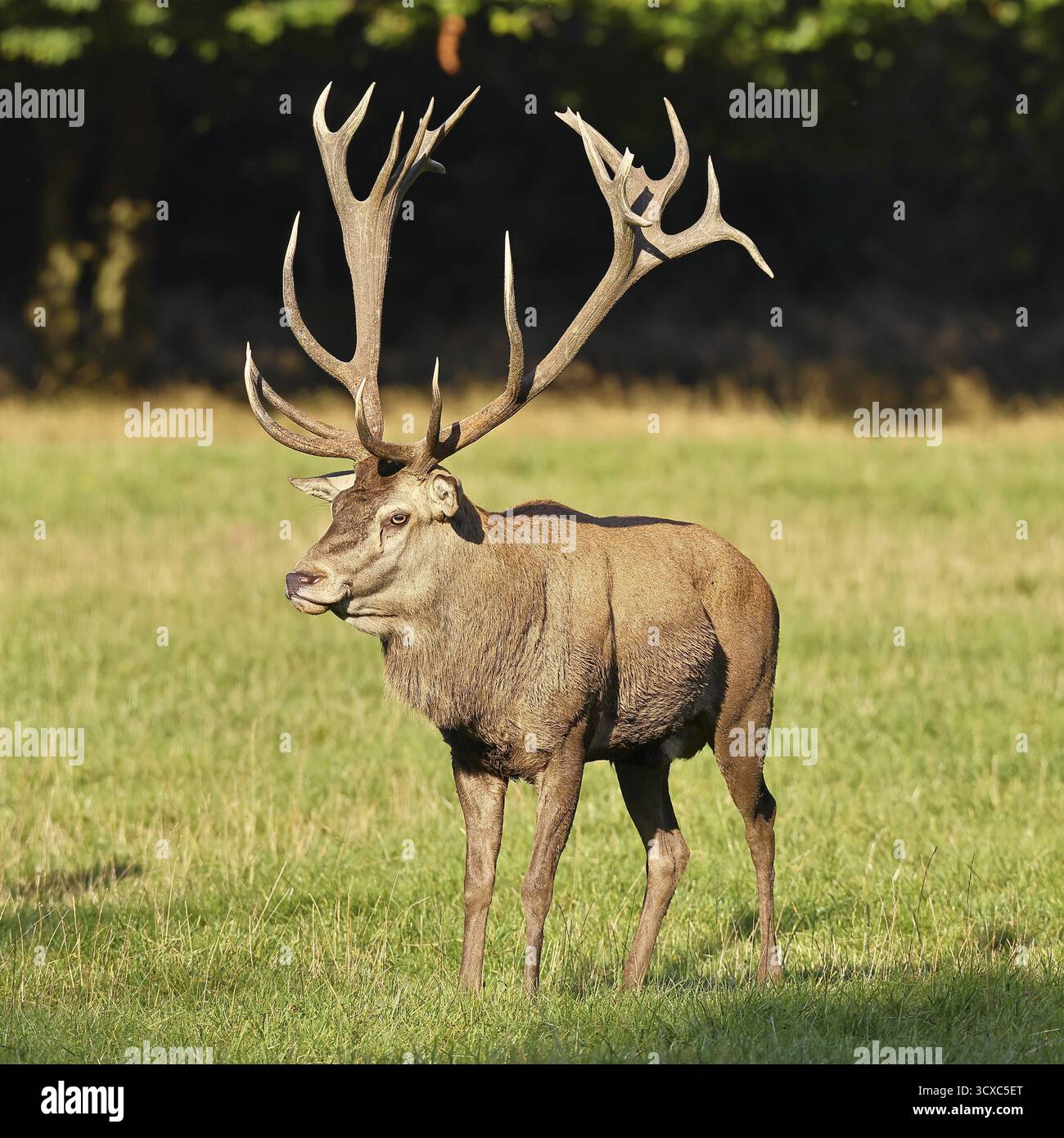 Cerf roux (Cervus elaphus) en saison d'ornithage, cerf capital dans une clairière forestière, portrait d'animaux, faune, automne, Sauerland, Rhénanie-du-Nord-Westphalie, Banque D'Images