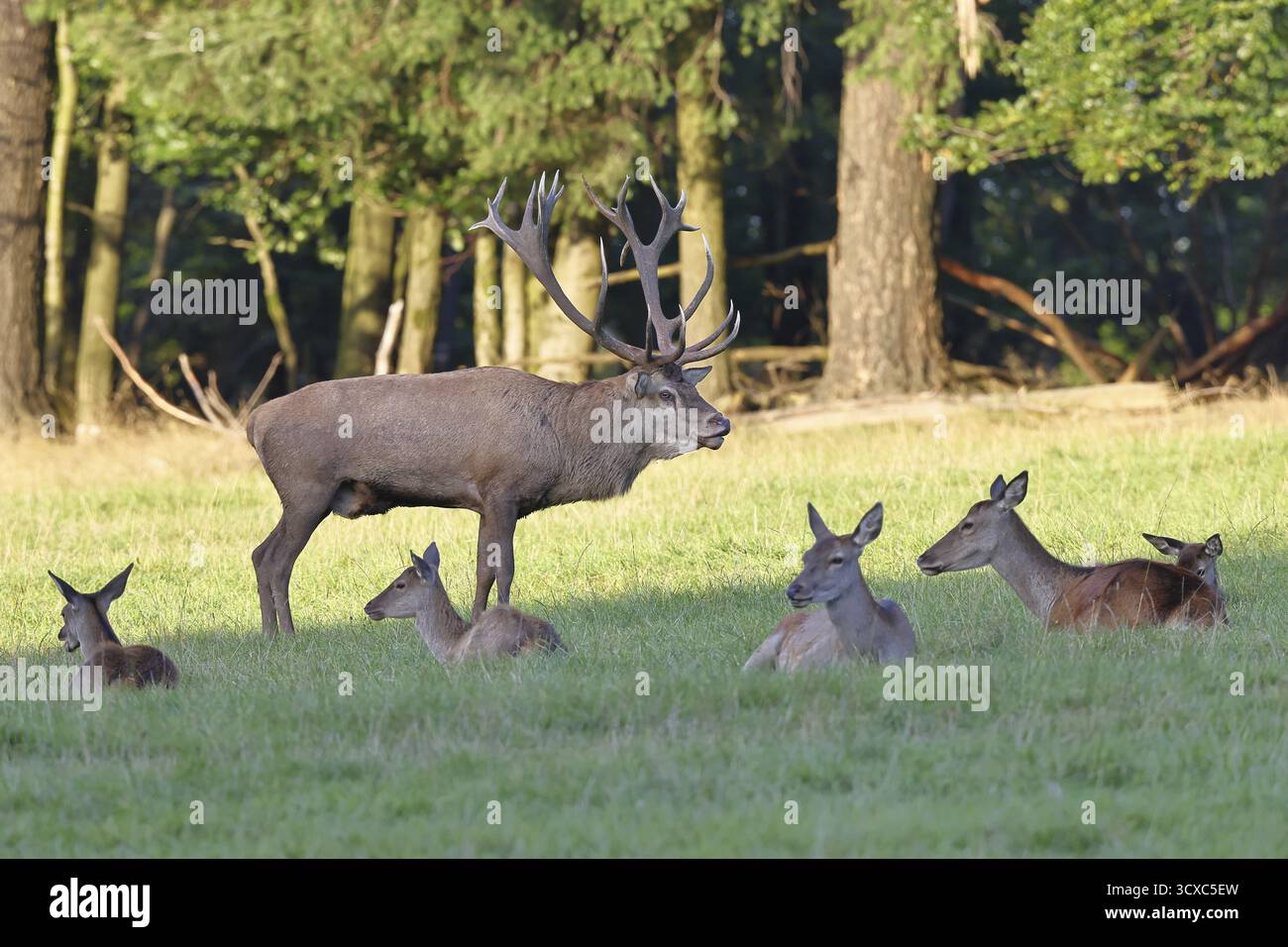 Cerf roux (Cervus elaphus) en saison d'ornithage, cerf capital avec des haies dans une clairière forestière, portrait d'animaux, faune, automne, Sauerland, Rhénanie-du-Nord-O. Banque D'Images