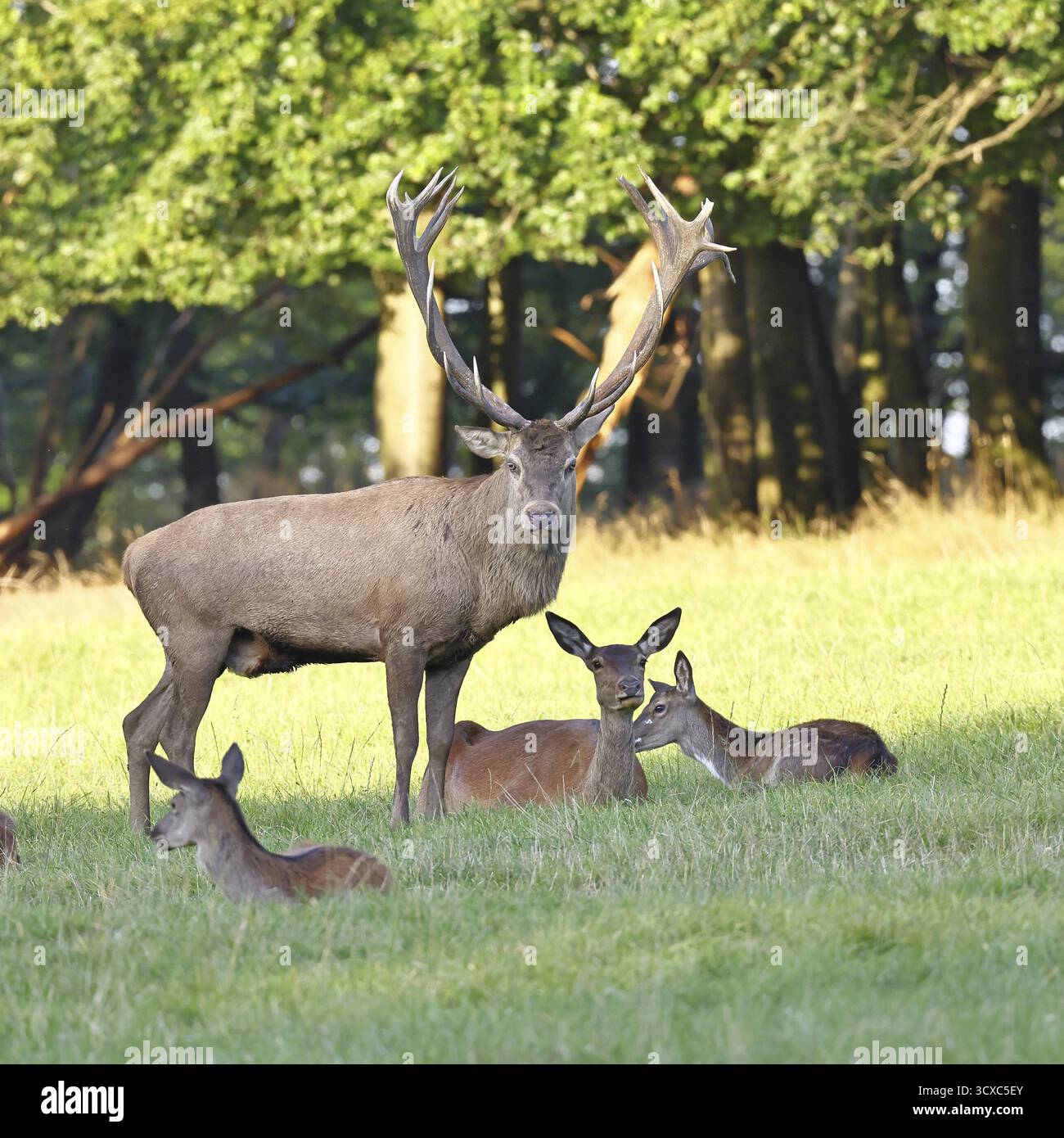 Cerf roux (Cervus elaphus) en saison d'ornithage, cerf capital avec des haies dans une clairière forestière, portrait d'animaux, faune, automne, Sauerland, Rhénanie-du-Nord-O. Banque D'Images
