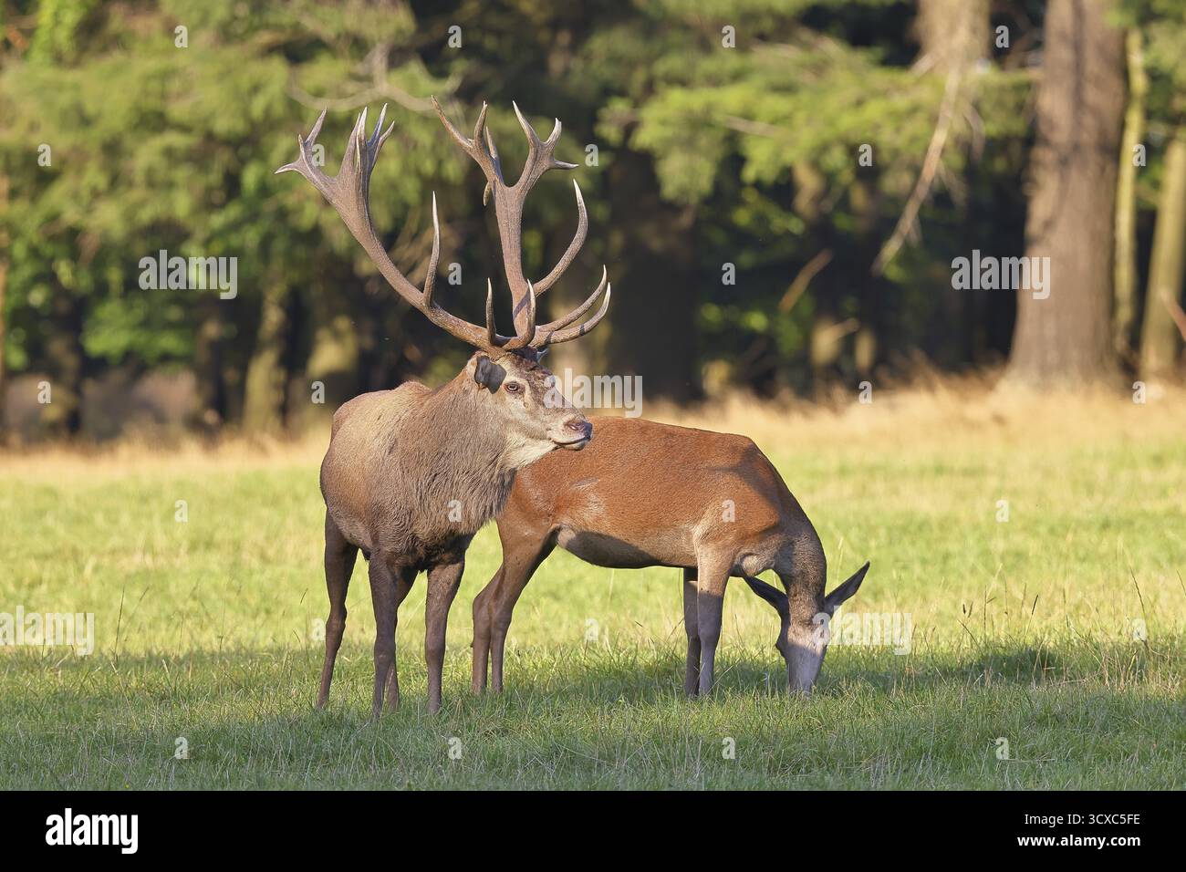 Cerf roux (Cervus elaphus) en saison d'ornithage, cerf capital avec arrière dans une clairière forestière, portrait d'animaux, faune, automne, Sauerland, Rhénanie-du-Nord-nous Banque D'Images