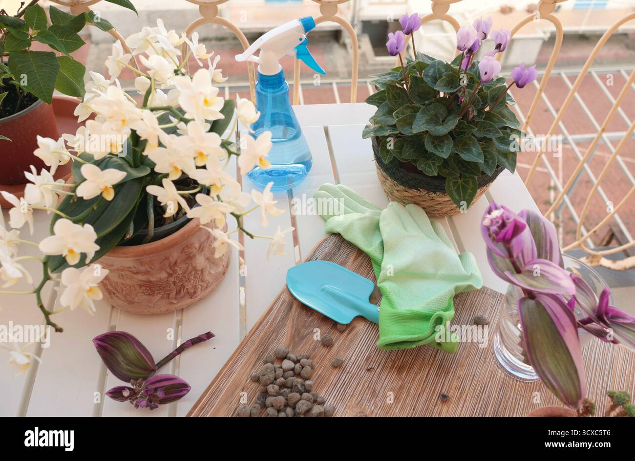 Fleurs en fleurs dans des pots en terre cuite et des outils de jardinage sur la table de balcon. Nature et soin des plantes à domicile. Aménagement de l'espace et aménagement intérieur. Banque D'Images