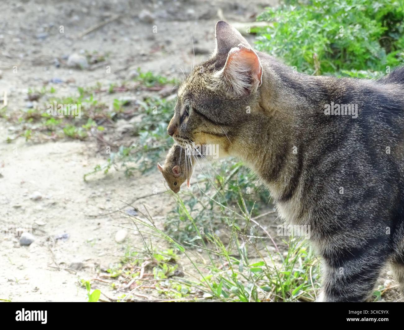Un chat a une souris dans la bouche. Chat et souris Banque D'Images