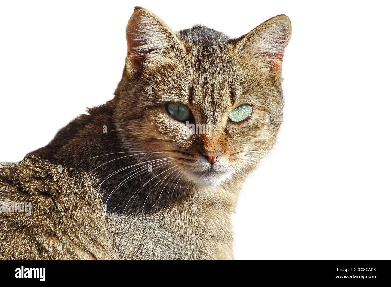 Portrait d'un chat gris isolé sur blanc Banque D'Images