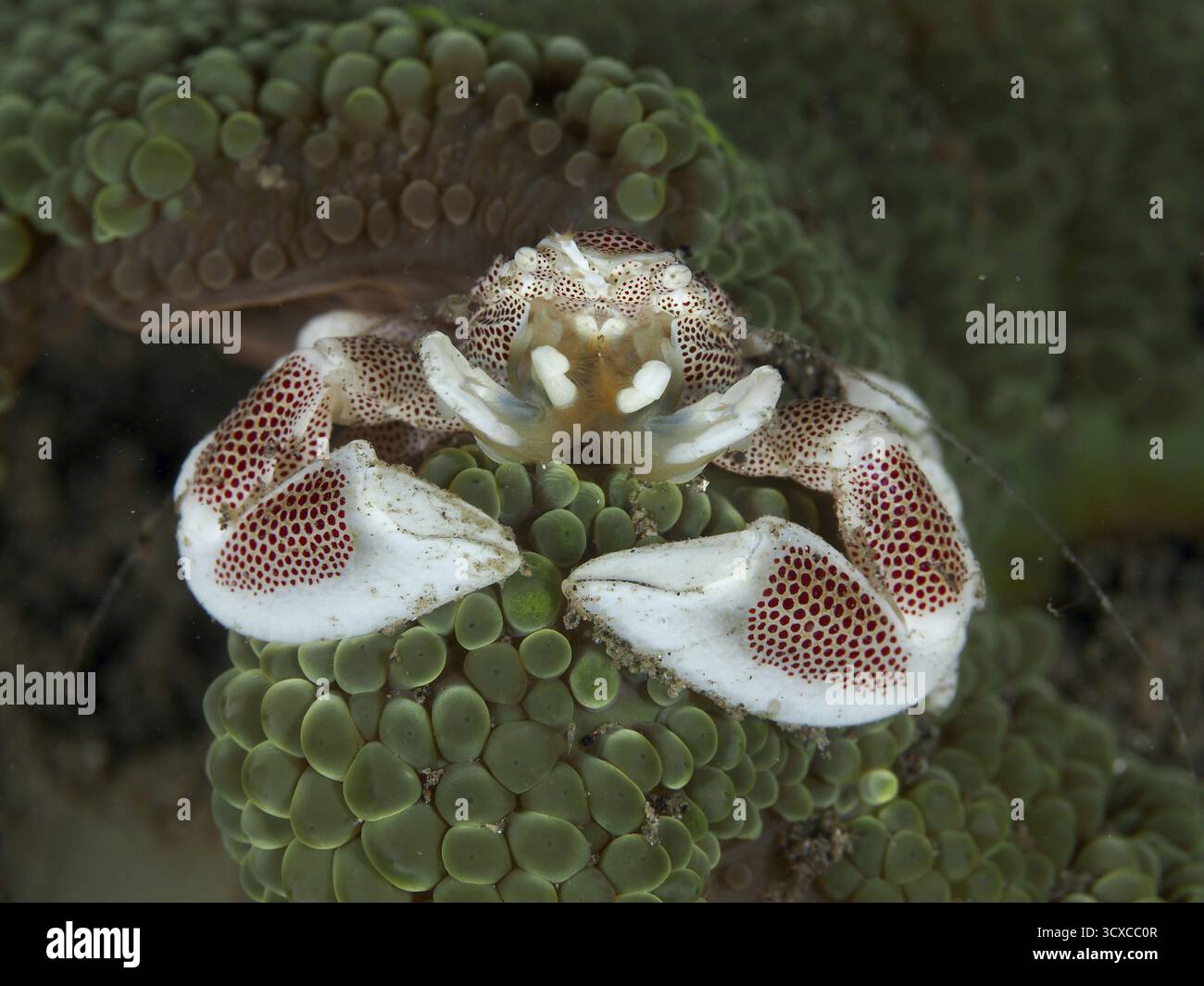 Crabe de porcelaine symbiotique, crabe de porcelaine tacheté (Neopetrolisthes maculatus), dans une anémone verte de mer. Site de plongée House Reef, Penyapangan, Bali, Indonésie Banque D'Images