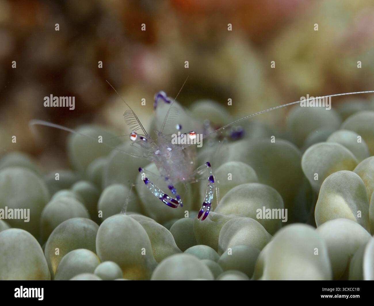 Crevette transparente avec des accents violets, crevette partenaire de l'anémone saravati (Ancylomenes sarasvati), assise sur un corail. Site de plongée Spice Reef, Penyapangan Banque D'Images