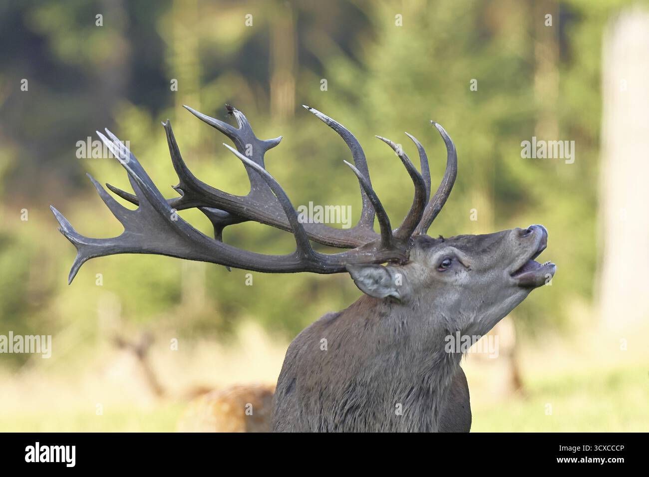 Cerf roux (Cervus elaphus) pendant la saison des ornières, un grand cerf rugissant dans une clairière forestière, portrait d'animaux, faune, automne, Sauerland, Nord RH Banque D'Images