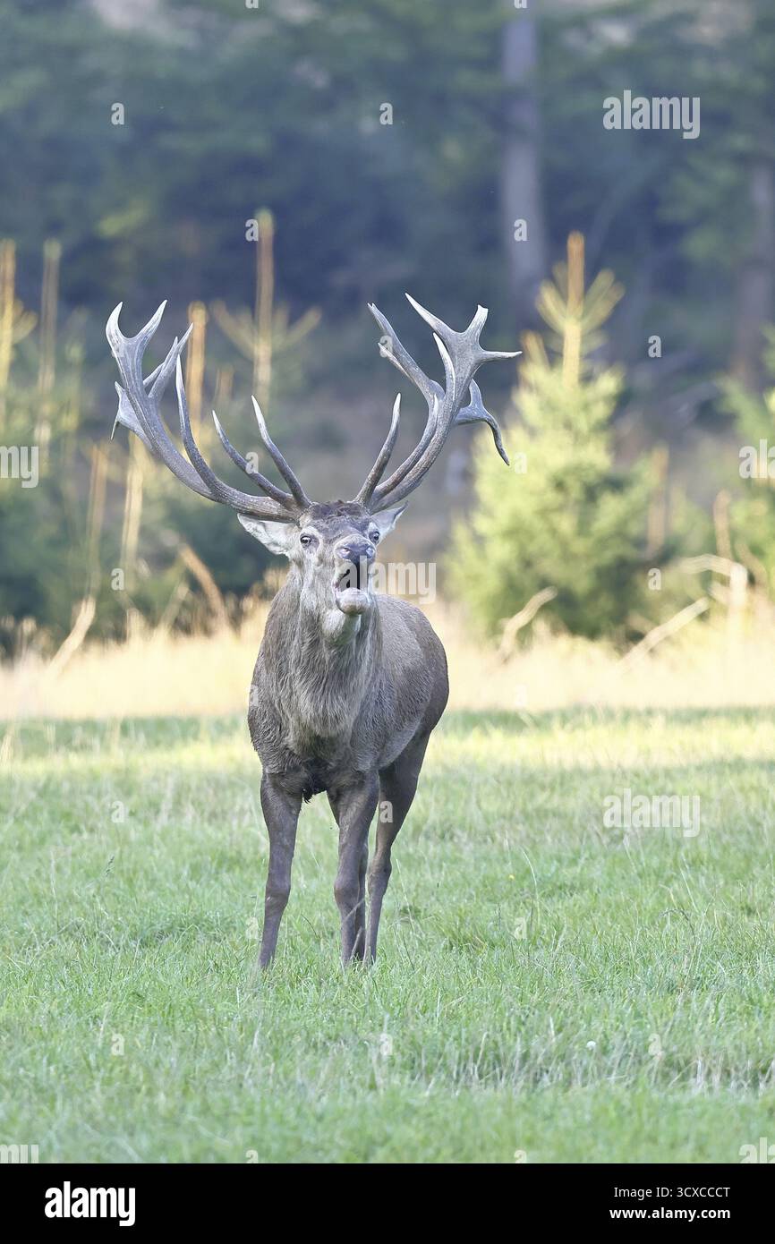 Cerf roux (Cervus elaphus) pendant la saison d'ornithage, grand cerf rugissant dans une clairière forestière, faune sauvage, automne, Sauerland, Rhénanie du Nord-Westphalie, G Banque D'Images