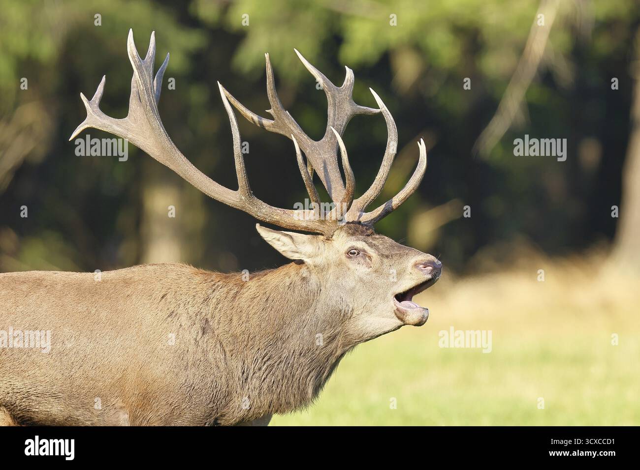 Cerf roux (Cervus elaphus) pendant la saison des ornières, un grand cerf rugissant dans une clairière forestière, portrait d'animaux, faune, automne, Sauerland, Nord RH Banque D'Images