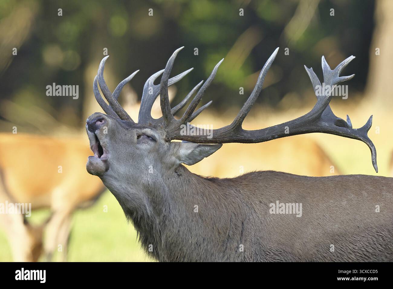 Cerf roux (Cervus elaphus) pendant la saison des ornières, un grand cerf rugissant dans une clairière forestière, portrait d'animaux, faune, automne, Sauerland, Nord RH Banque D'Images