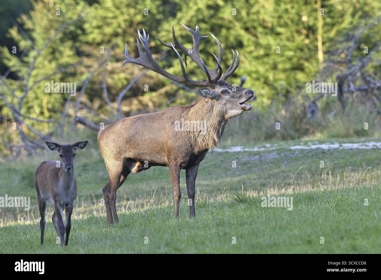 Cerf roux (Cervus elaphus) pendant la saison d'ornithage, grand cerf rugissant dans une clairière forestière, faune sauvage, automne, Sauerland, Rhénanie du Nord-Westphalie, G Banque D'Images