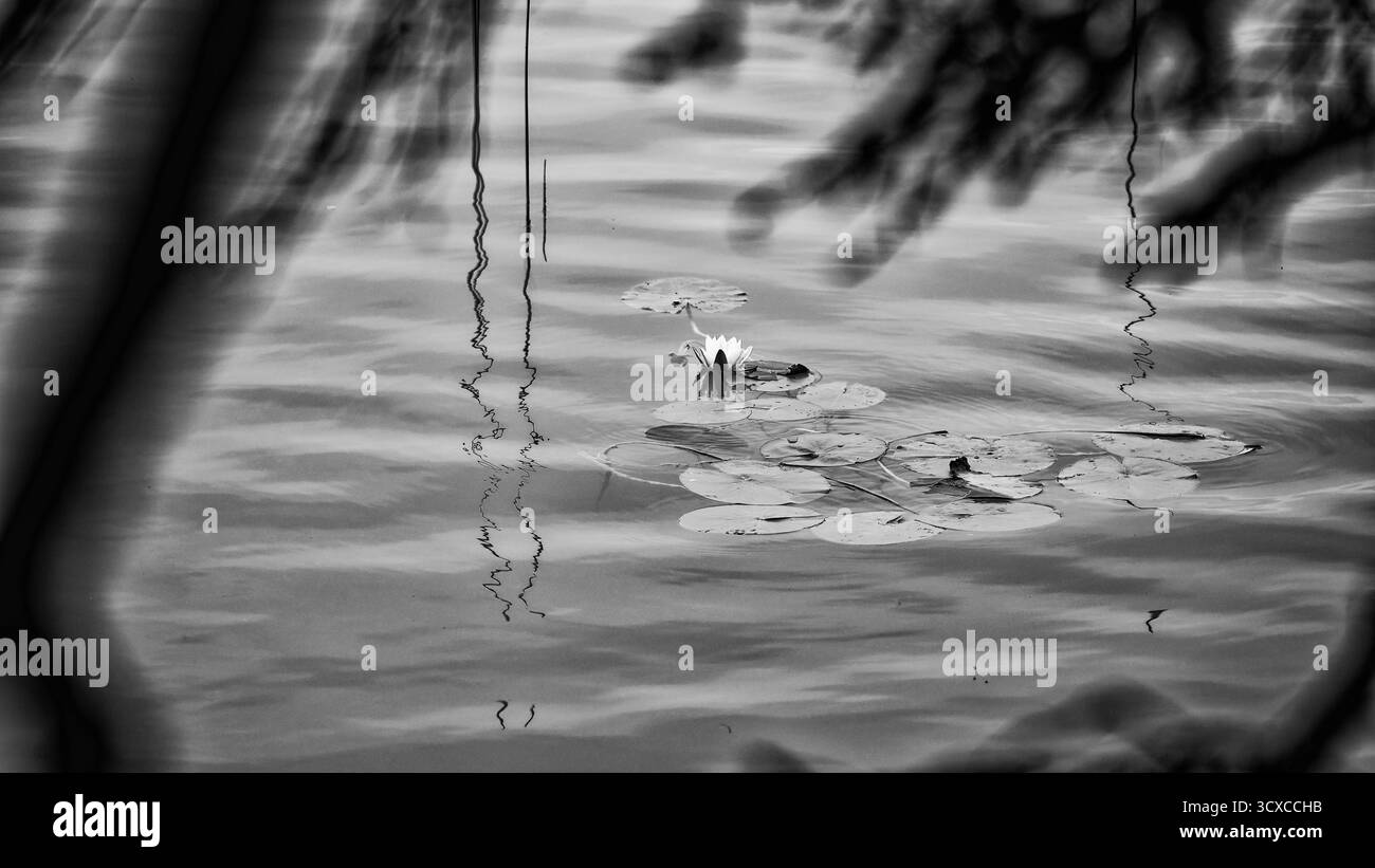 Vagues douces de l'étang avec des nénuphars avec des reflets et un premier plan flou en noir et blanc, haute-Bavière, Allemagne Banque D'Images