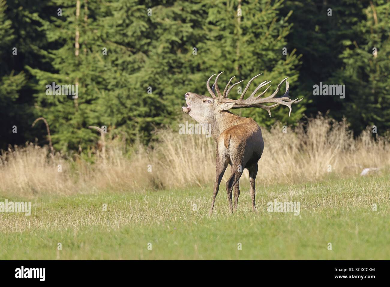 Cerf roux (Cervus elaphus) pendant la saison d'ornithage, grand cerf rugissant dans une clairière forestière, faune sauvage, automne, Sauerland, Rhénanie du Nord-Westphalie, G Banque D'Images