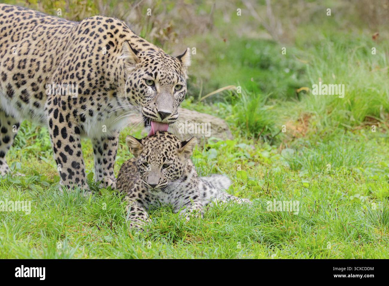 Une mère léopard persane (Panthera pardus saxicolor) lèche son ourson, qui est couché dans un pré à la lisière de la forêt. Ne et centralIran, Asie Banque D'Images