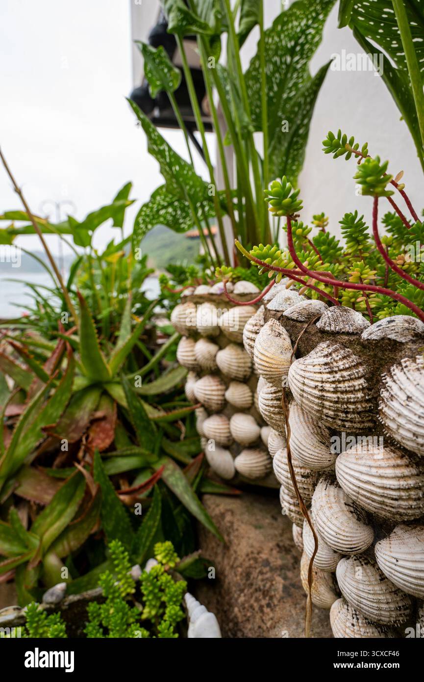 Une plante blanche et verte avec un pot à coquille blanche à Tazones Asturias. La plante est entourée d'autres plantes et le pot de coquille est placé sur un rocher Banque D'Images