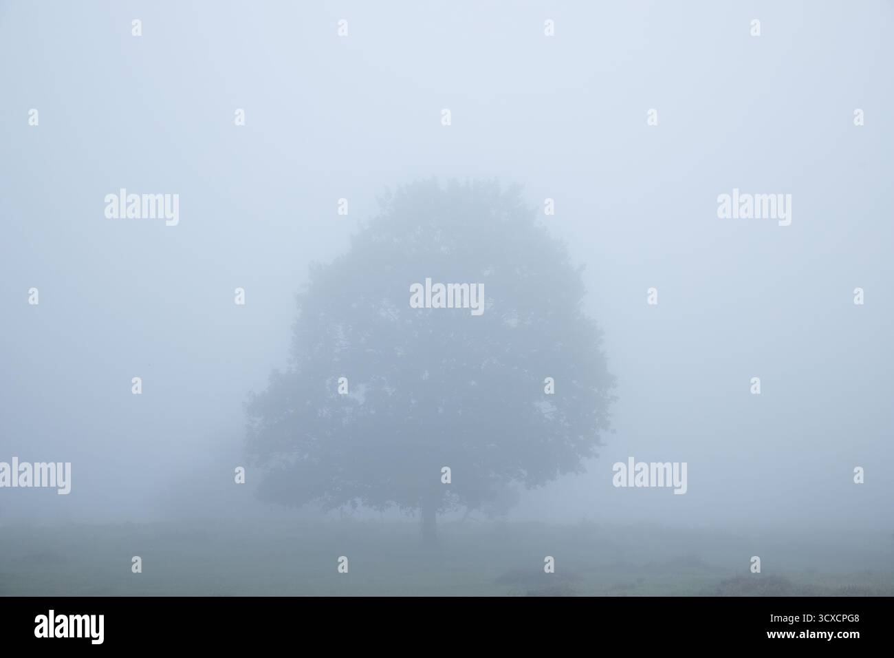 Arbre solitaire dans le brouillard épais et étrange dans le paysage, scène sinistre dans la lande mystérieuse, scène d'halloween Banque D'Images