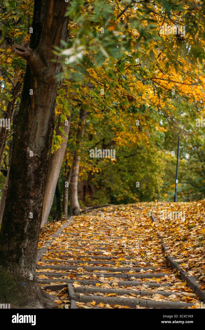 Chemin de pierre courbé à travers la forêt d'automne bordée de feuilles dorées et de grands arbres. Mode de vie lent, pleine conscience dans la nature, environnements paisibles Banque D'Images