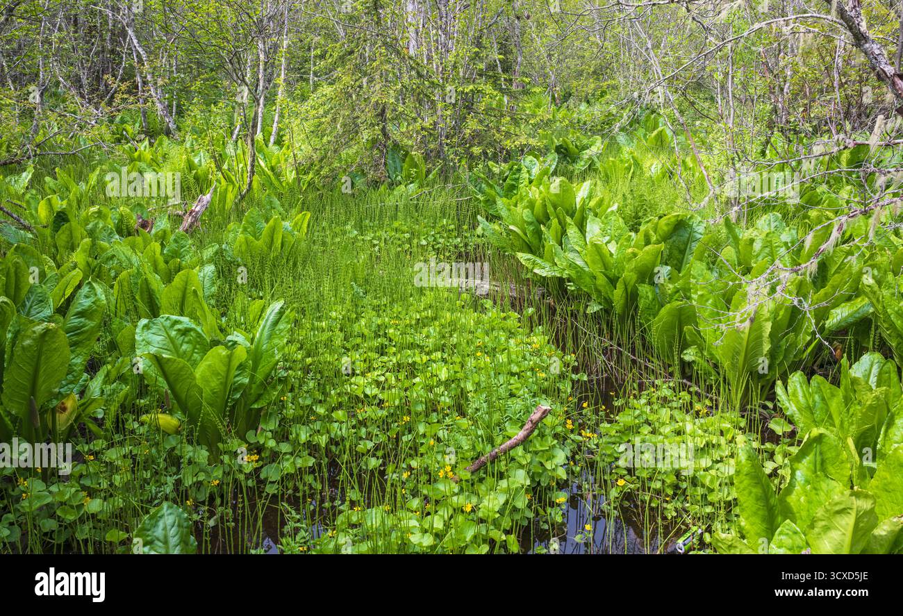Chou moufette de l'Ouest vu depuis le sentier naturel à travers les bois à Haines, Alaska, près de Haines Road entre la 3e Avenue et Fair Drive. Alaska, États-Unis Banque D'Images
