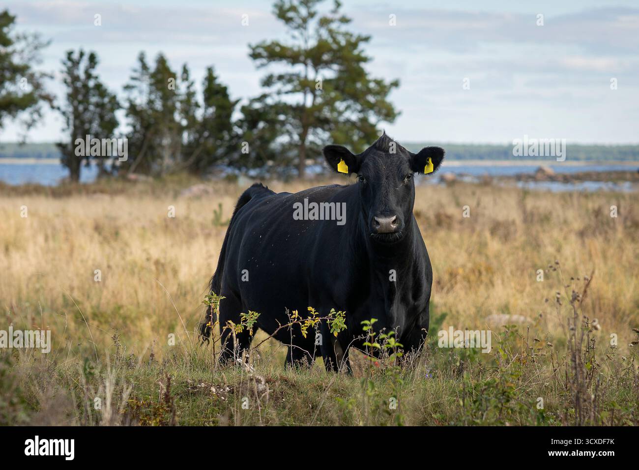 Une vache noire Aberdeen Angus debout sur un pâturage insulaire de prairie côtière, entourée de prairies naturelles près de la mer sous la lumière douce du jour. Banque D'Images